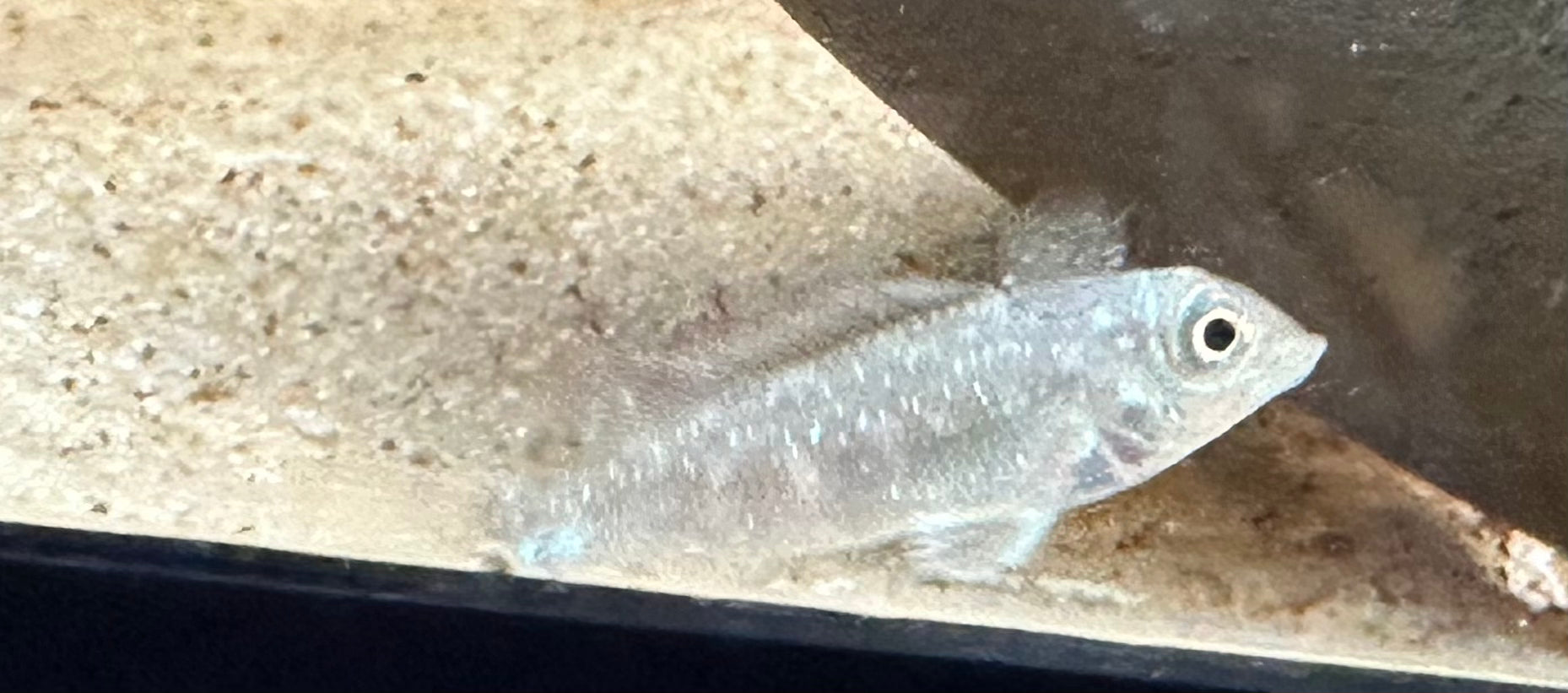 Retroculus Lapidifer (1.25”)