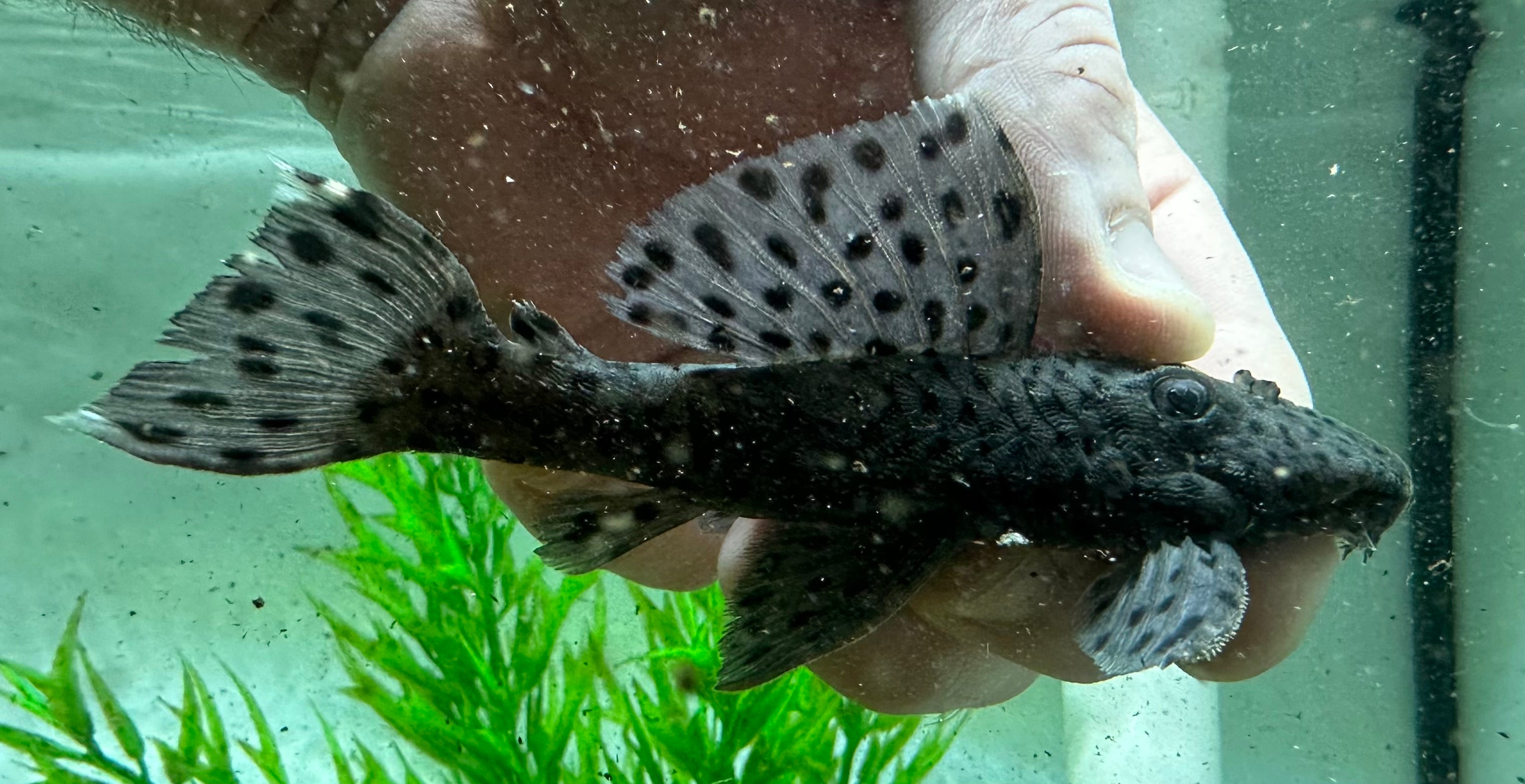L264 Sultan Pleco (4-4.5”)