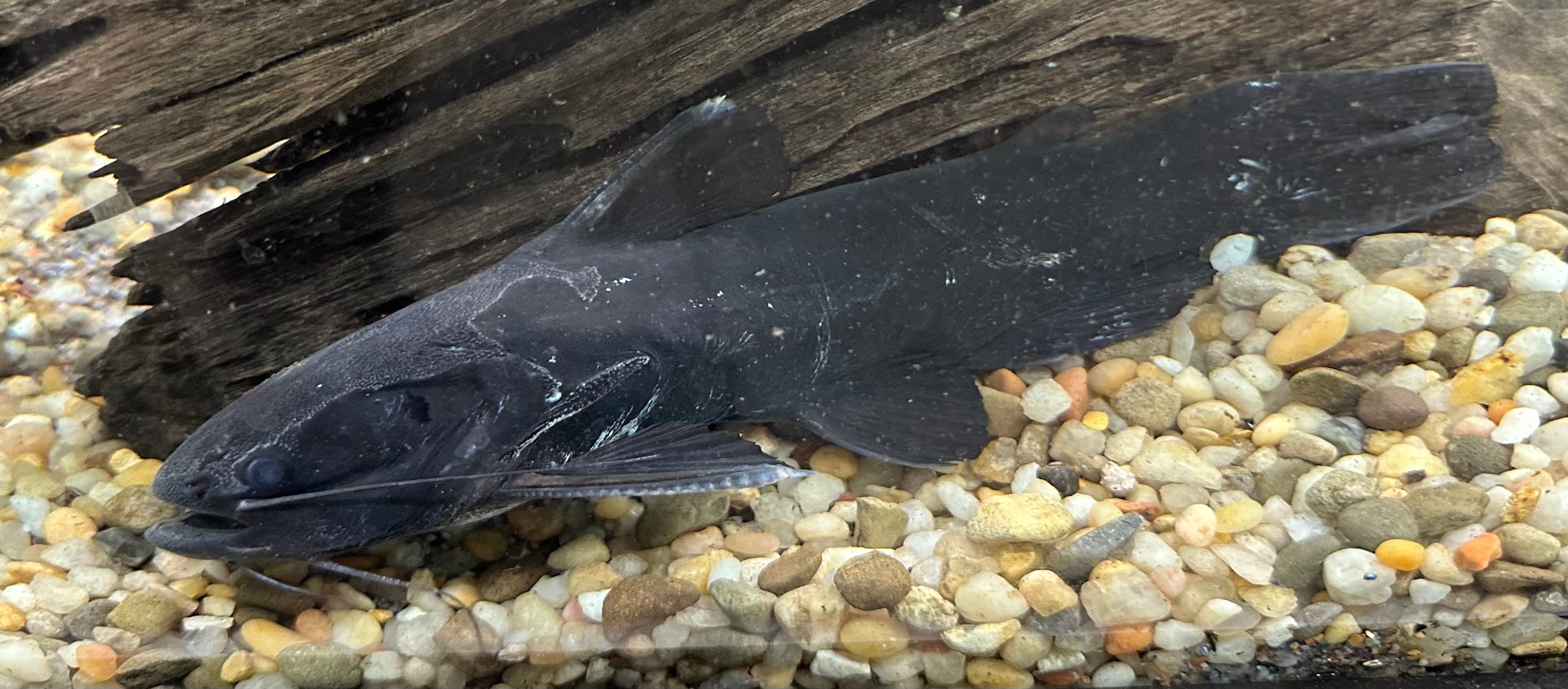 Iron Head Driftwood Catfish (7-8”)