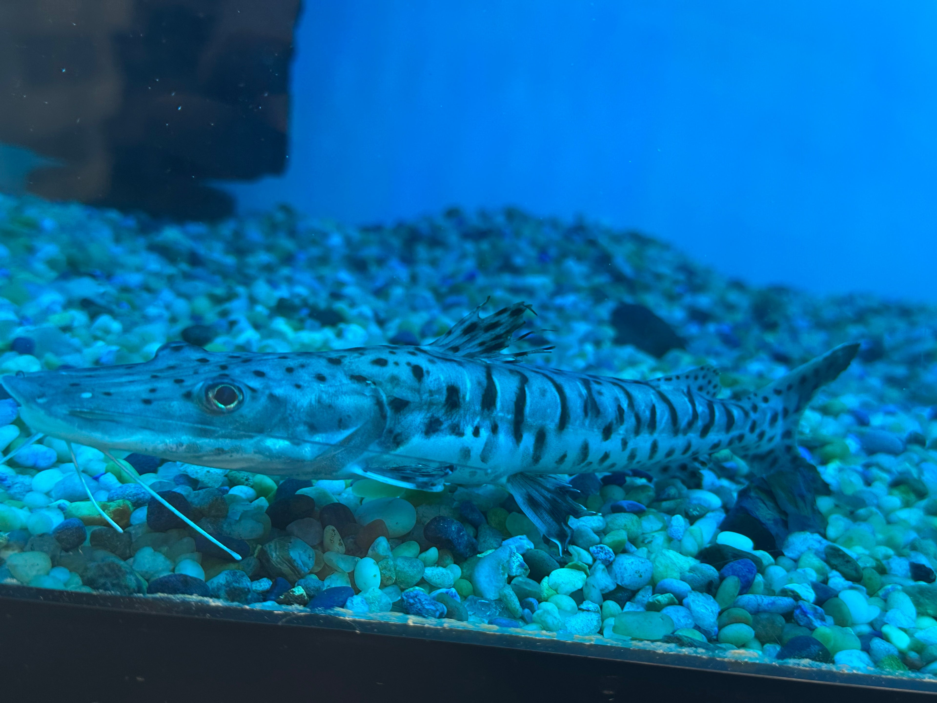 Tiger Shovelnose Catfish (6”)