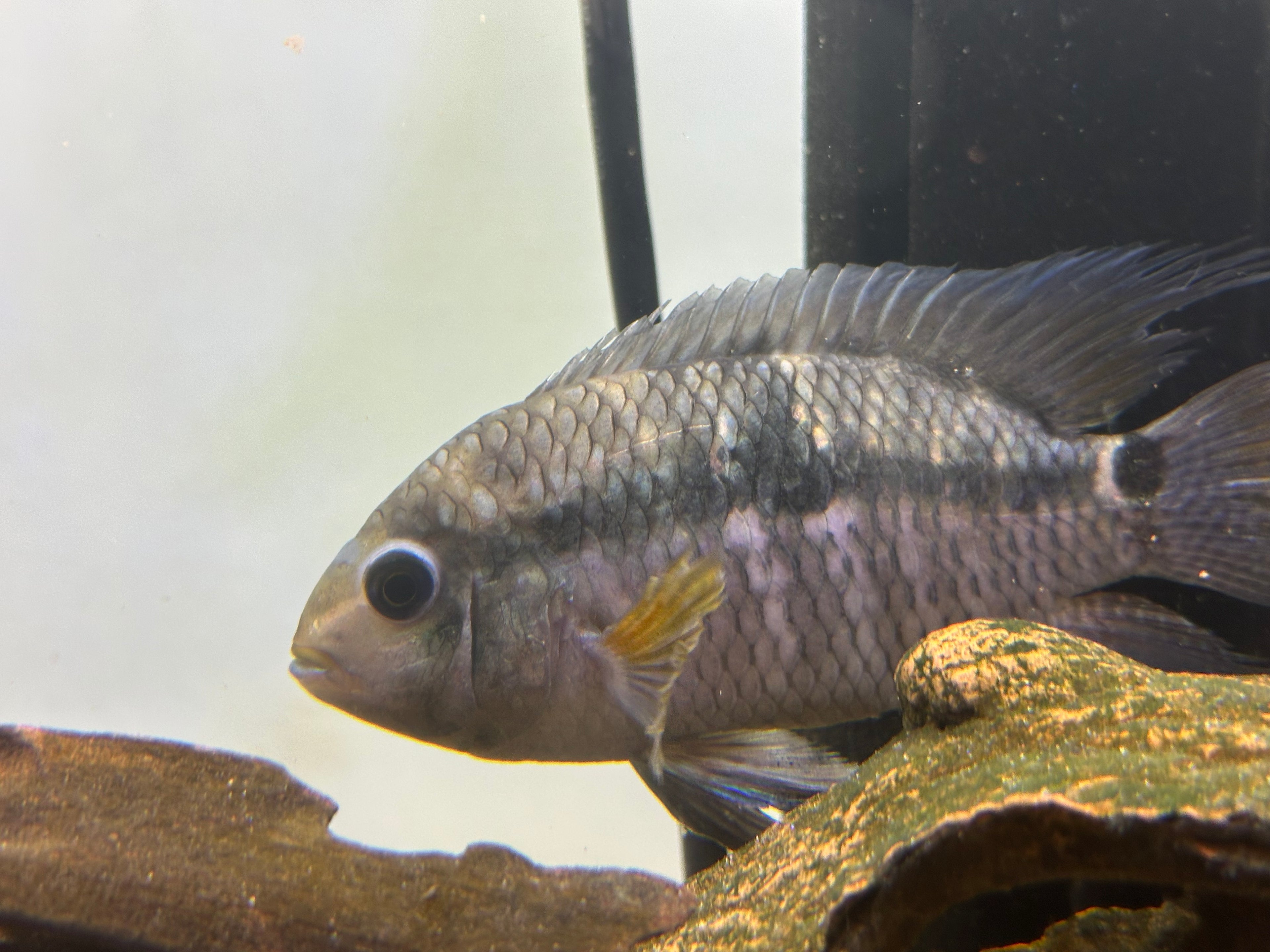Large Black Acara Cichlid Breeding Pair (5.5-6”)
