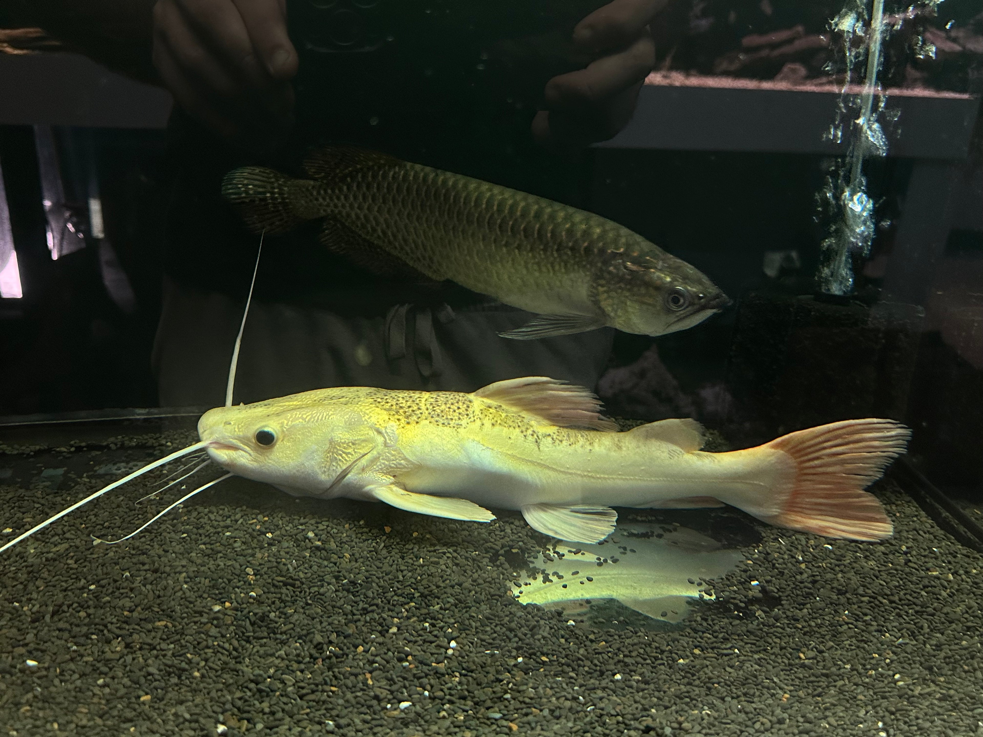 XL Platinum Tiger Shovelnose x Redtail Catfish (18”)