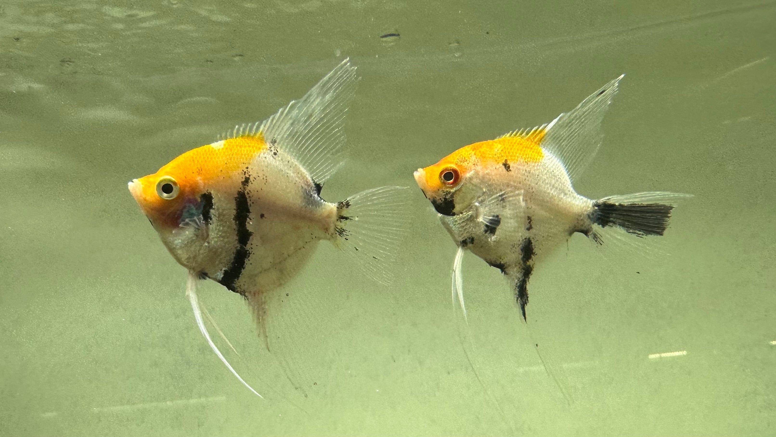 Koi Angelfish (2”)
