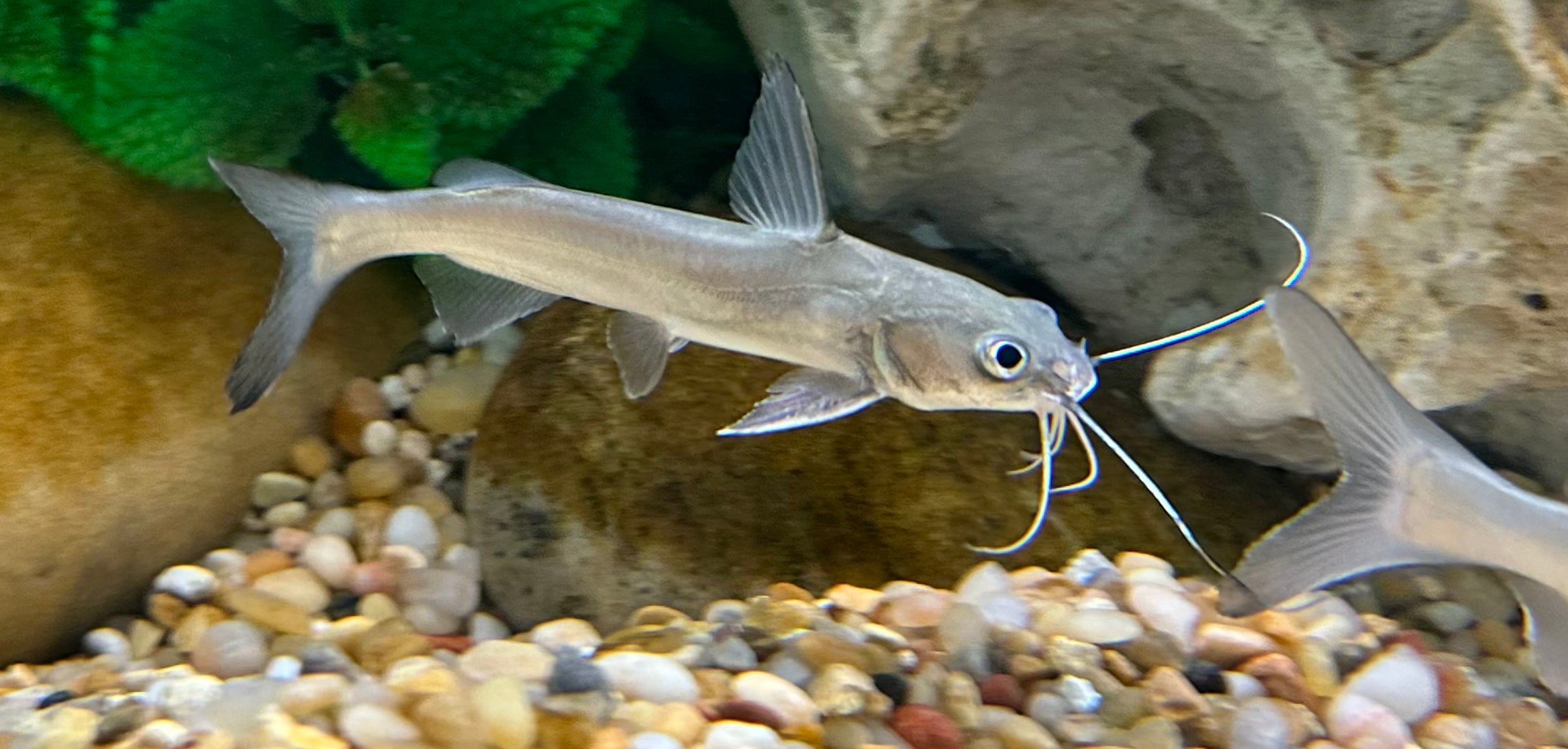 Colmbian Shark (2-2.5”)