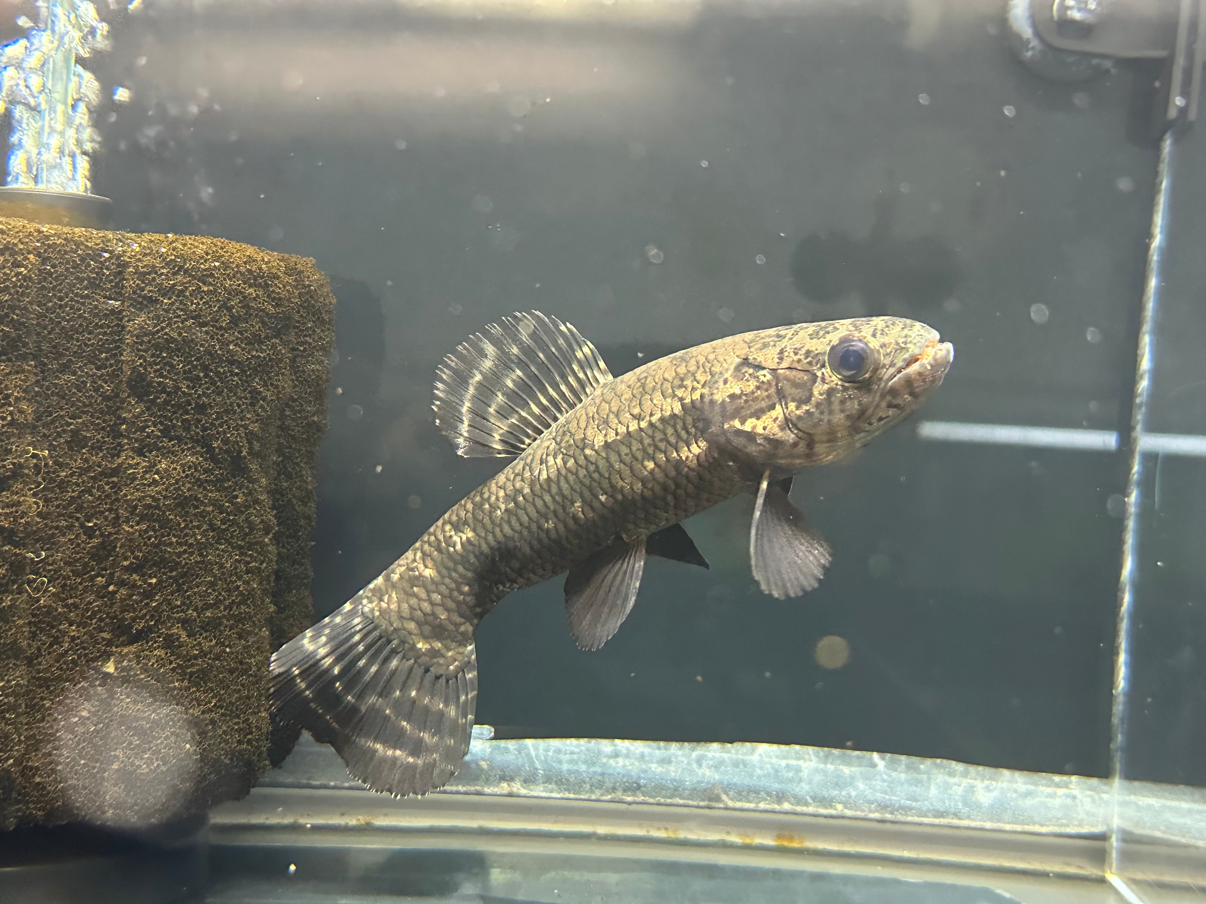 Black Wolffish (6”)