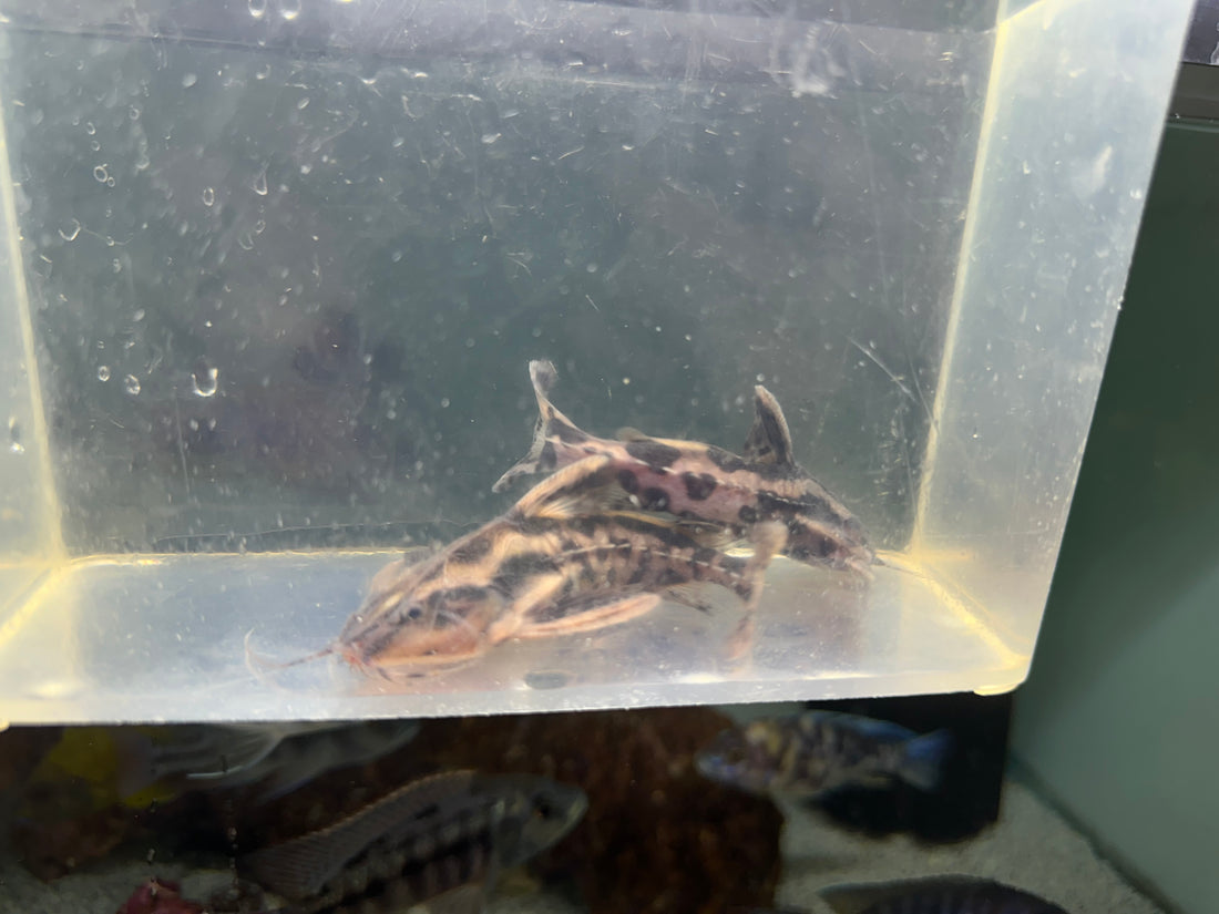 Irwini Catfish (3.5”)