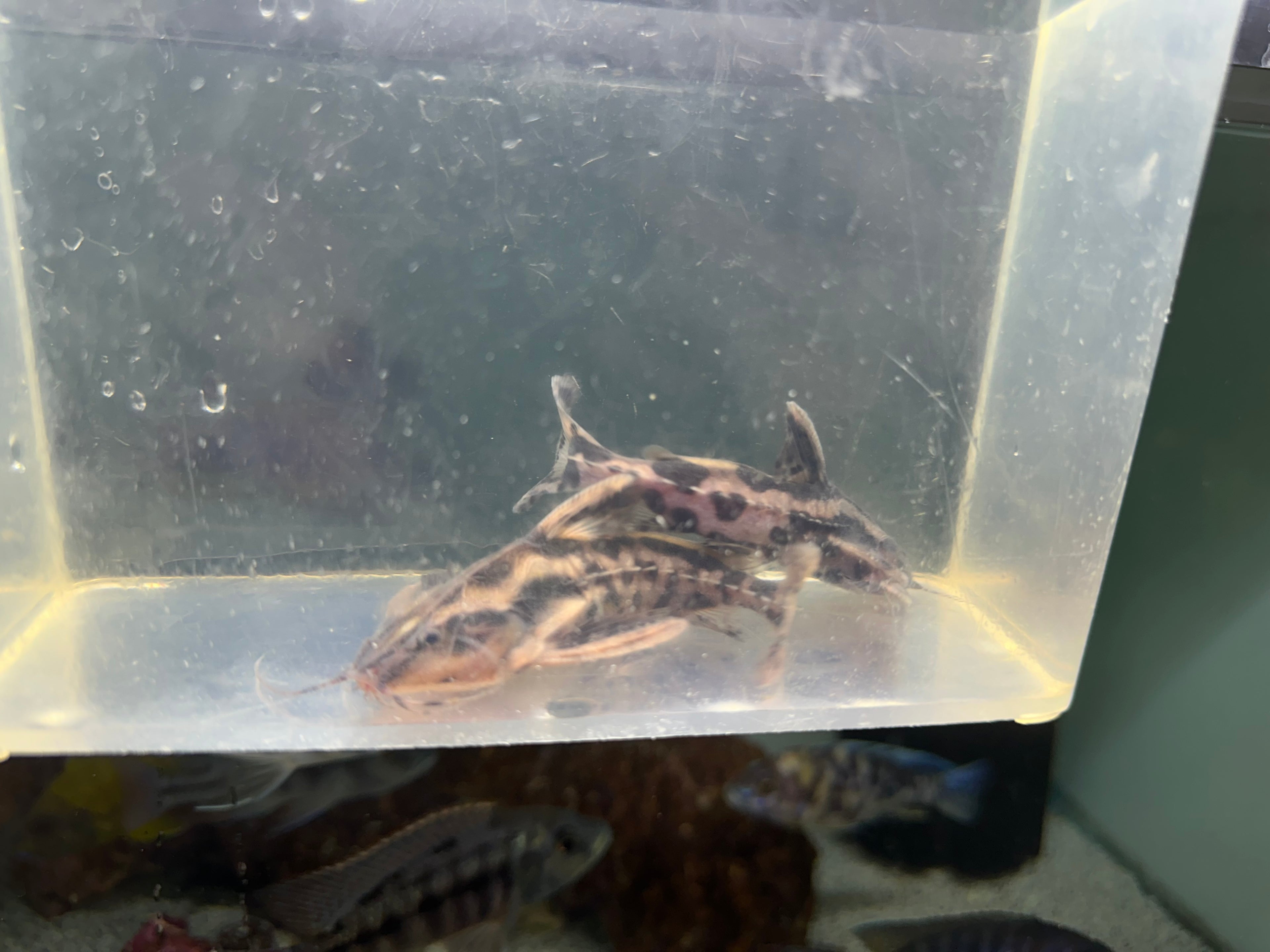 Irwini Catfish (3.5”)