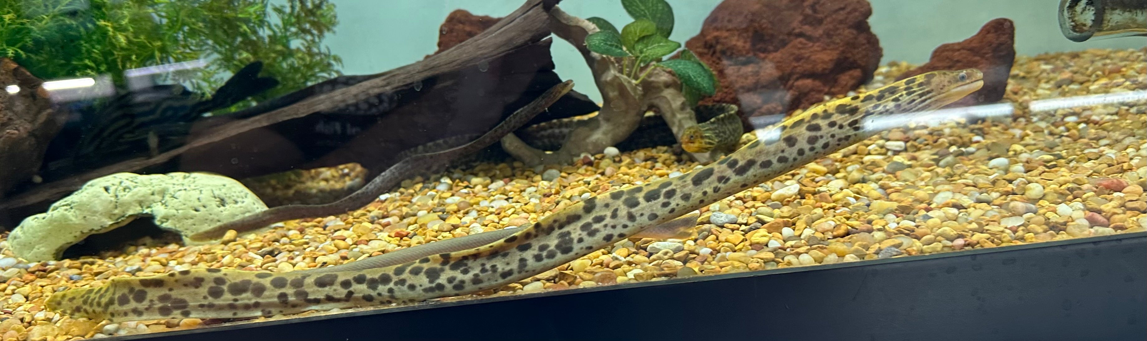 Tiger Moray Eel (11-12”)