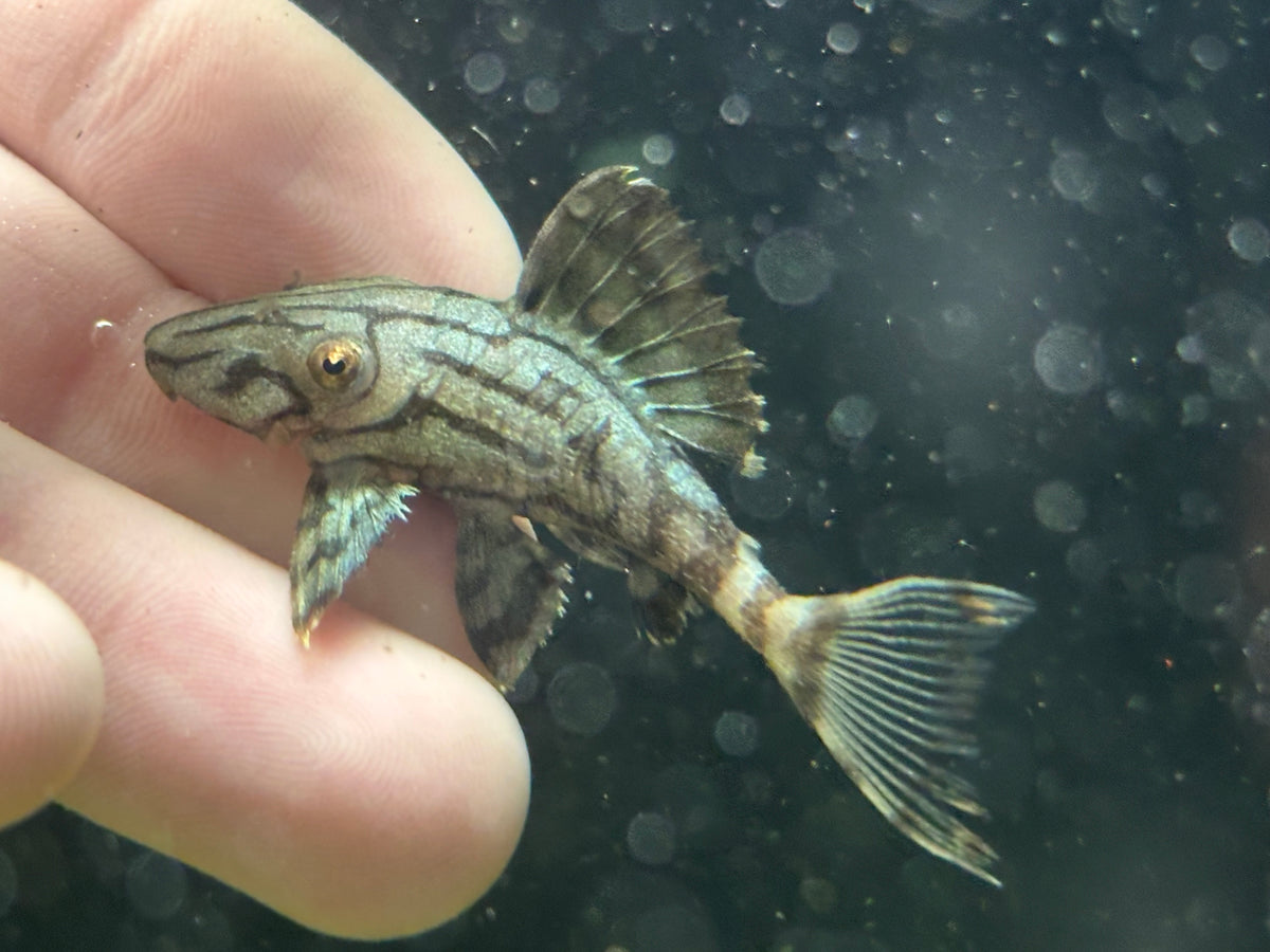 L191 Royal Pleco (2.25-2.5”)