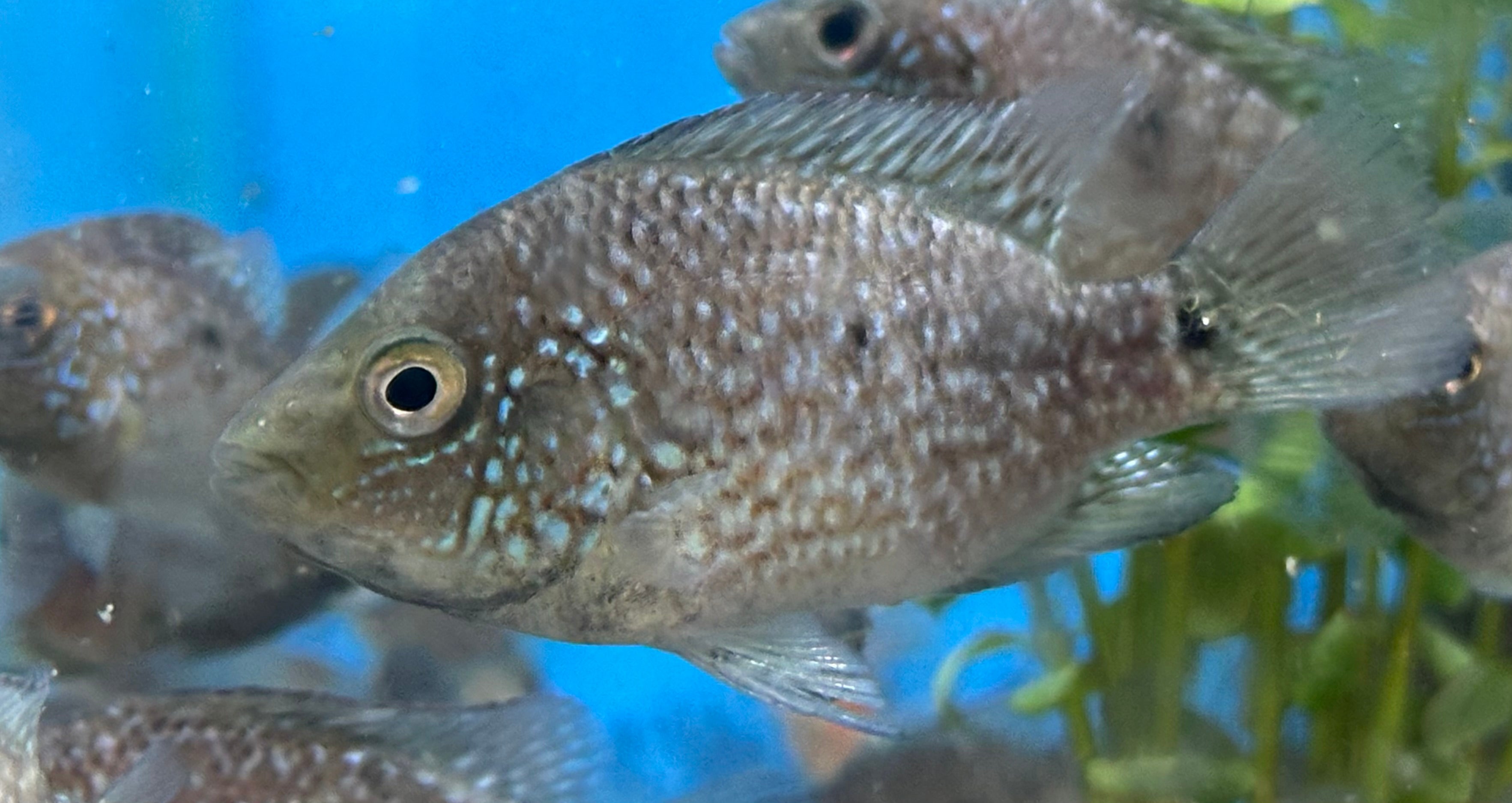 Texas Cichlid (1.5-2”)
