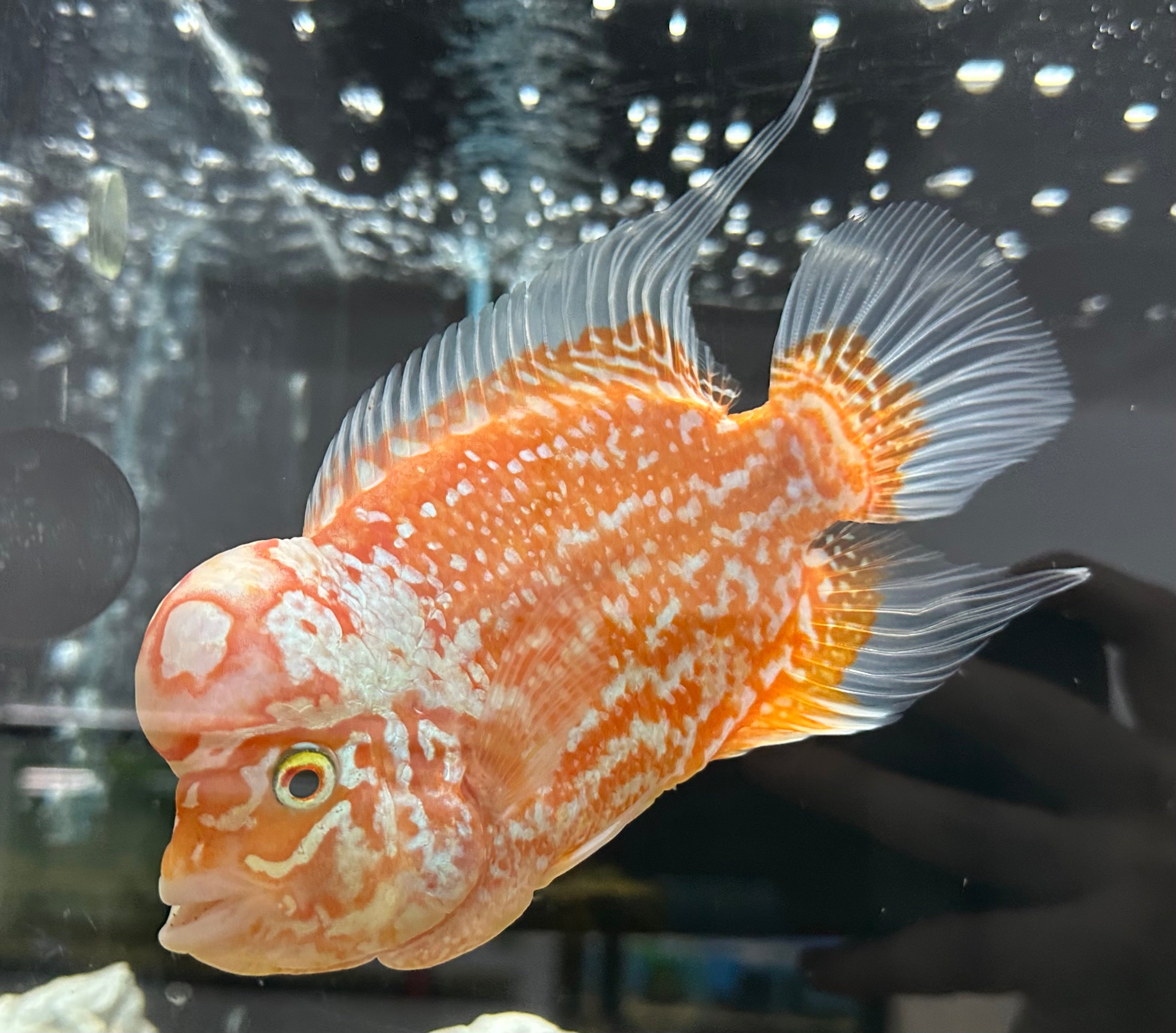 Large Goldenbase Kamfa Flowerhorn (6.5”)