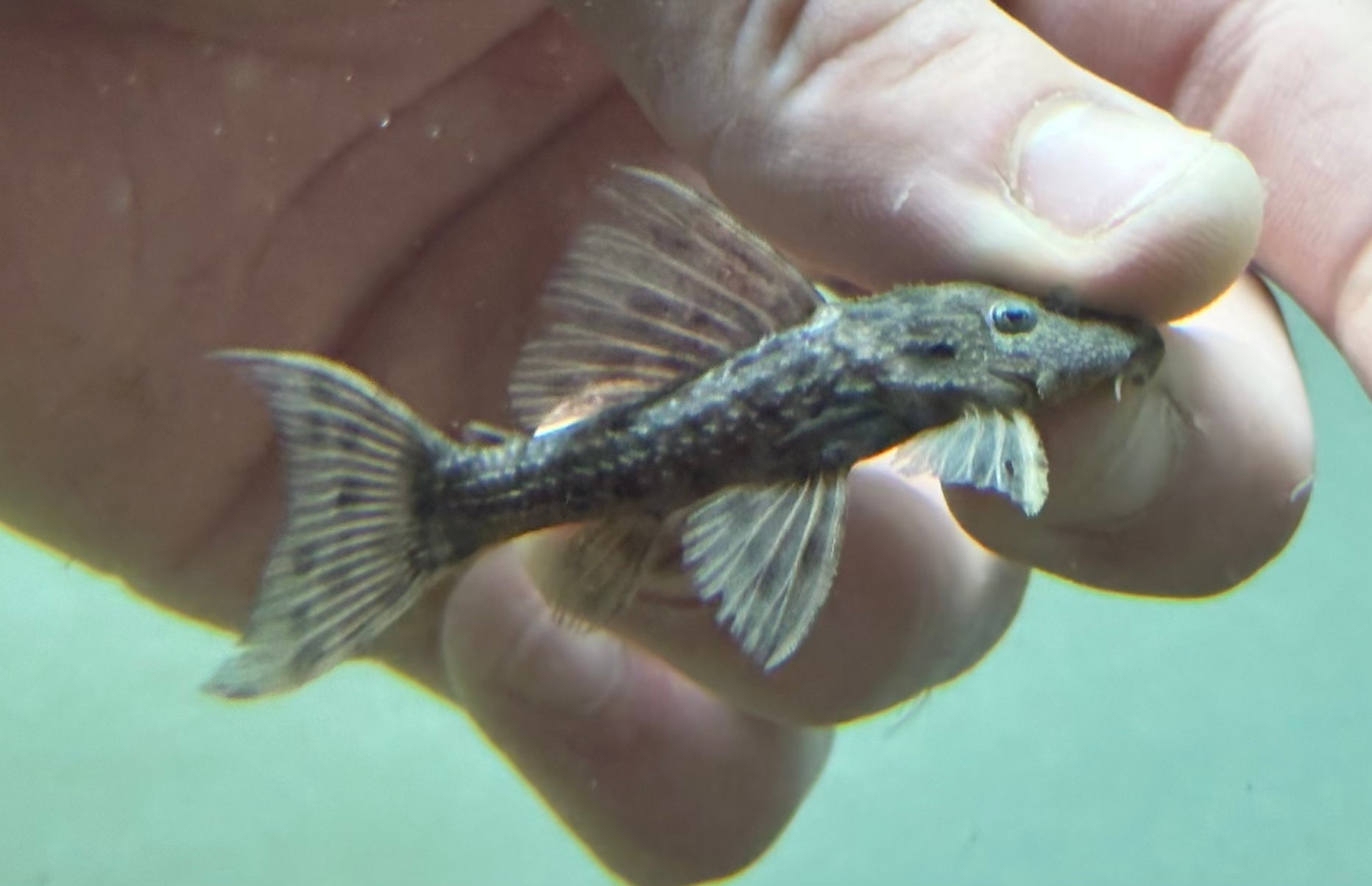 L160 Spiny Monster Pleco (2”)