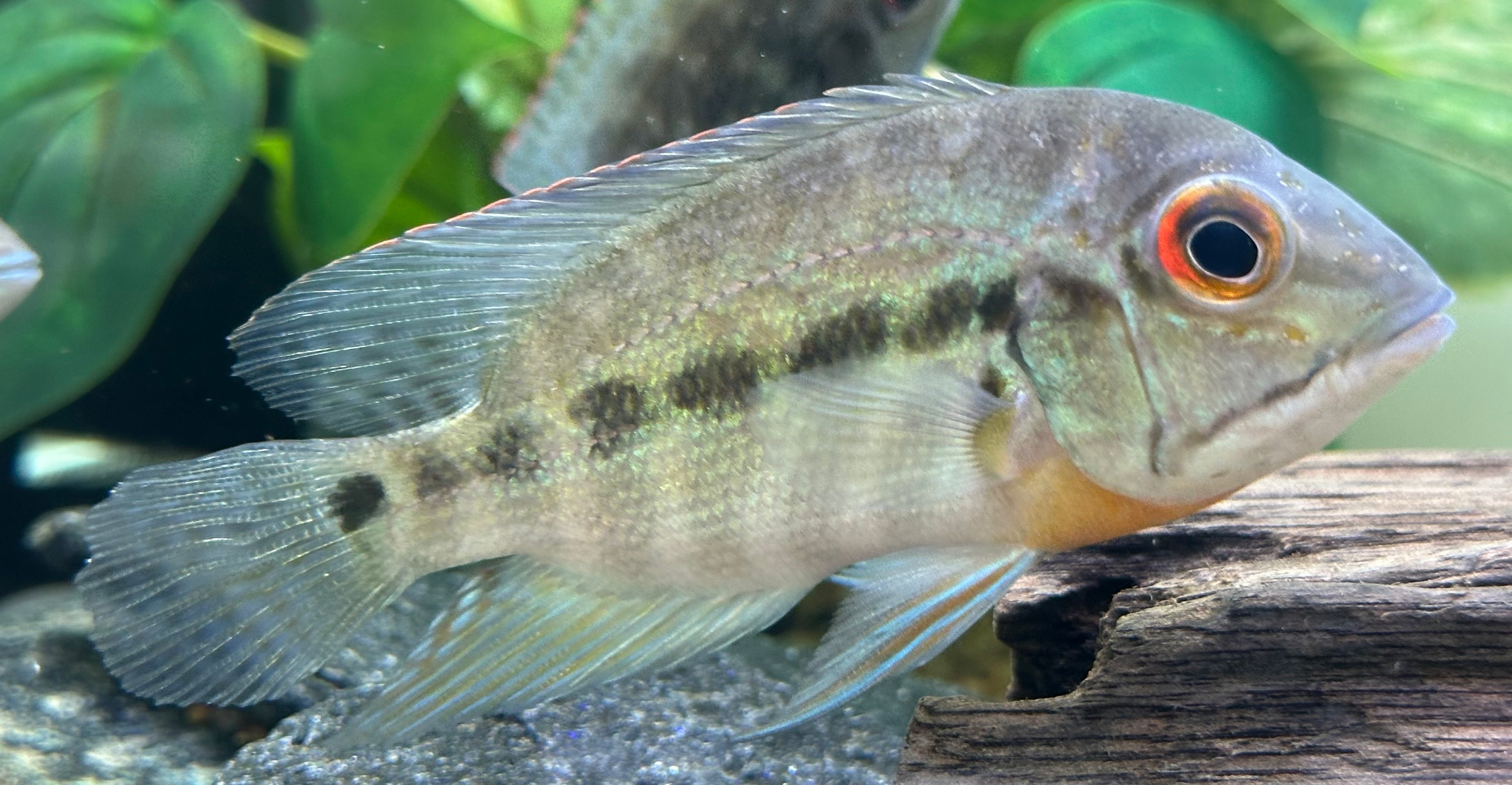 True Parrot Cichlid (4”)