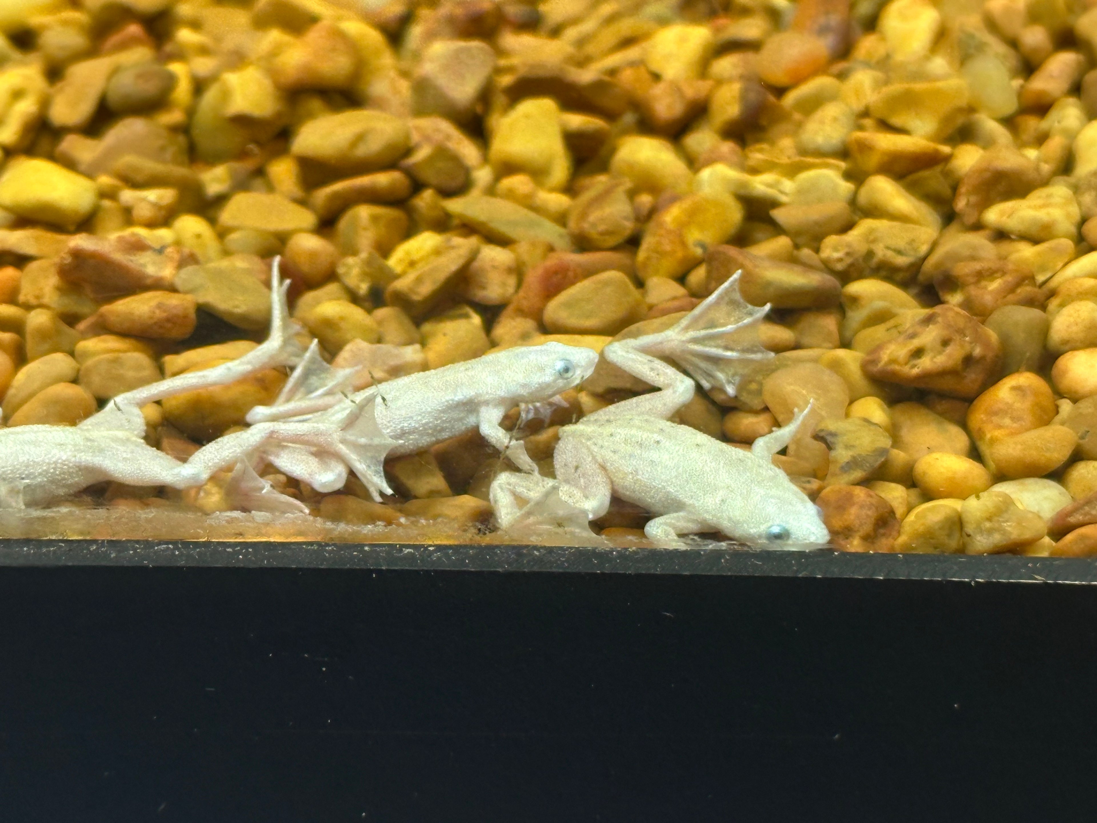 Platinum African Dwarf Frog (1”)