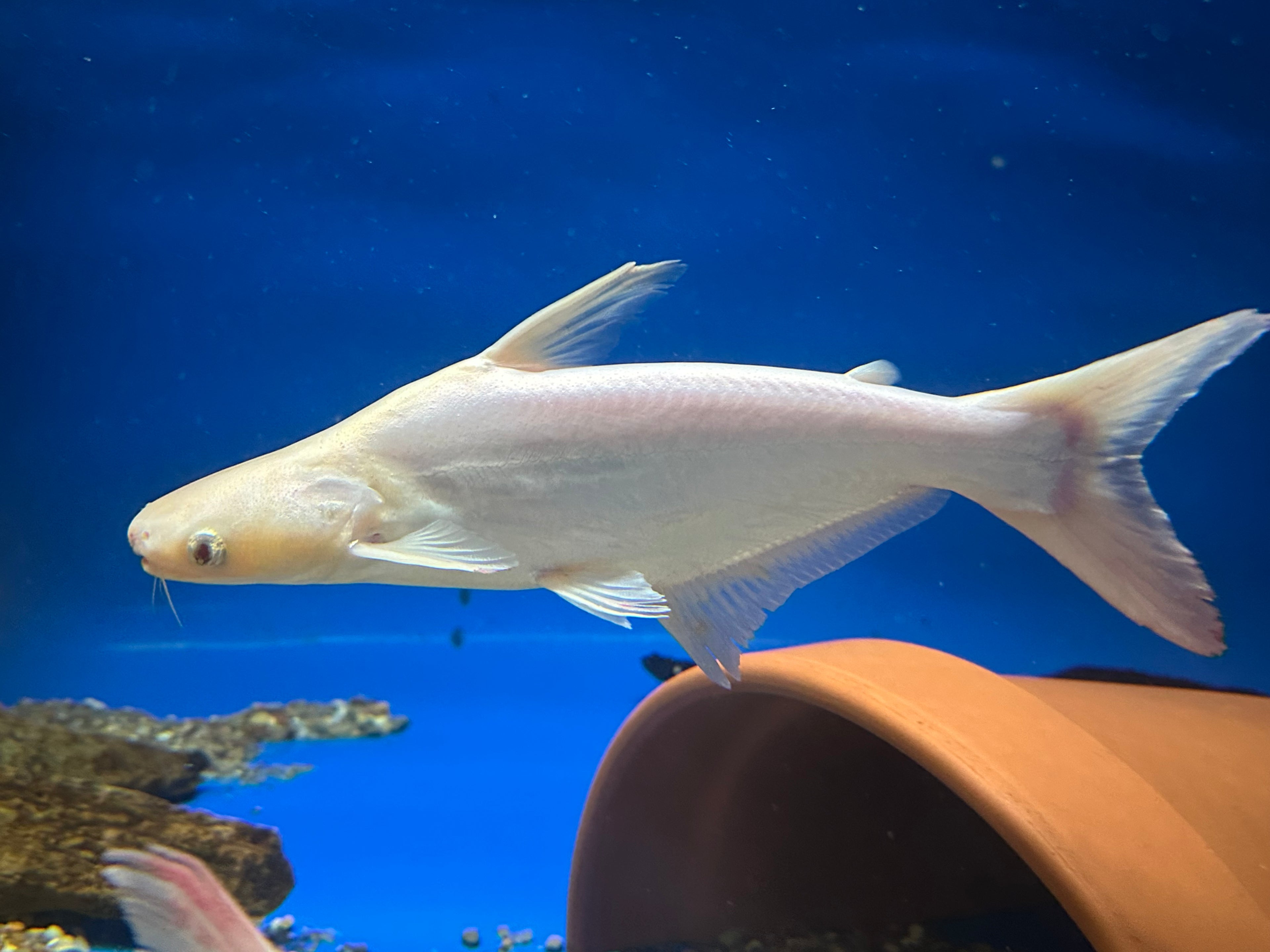 XL Albino Iridescent Shark (13-14”)