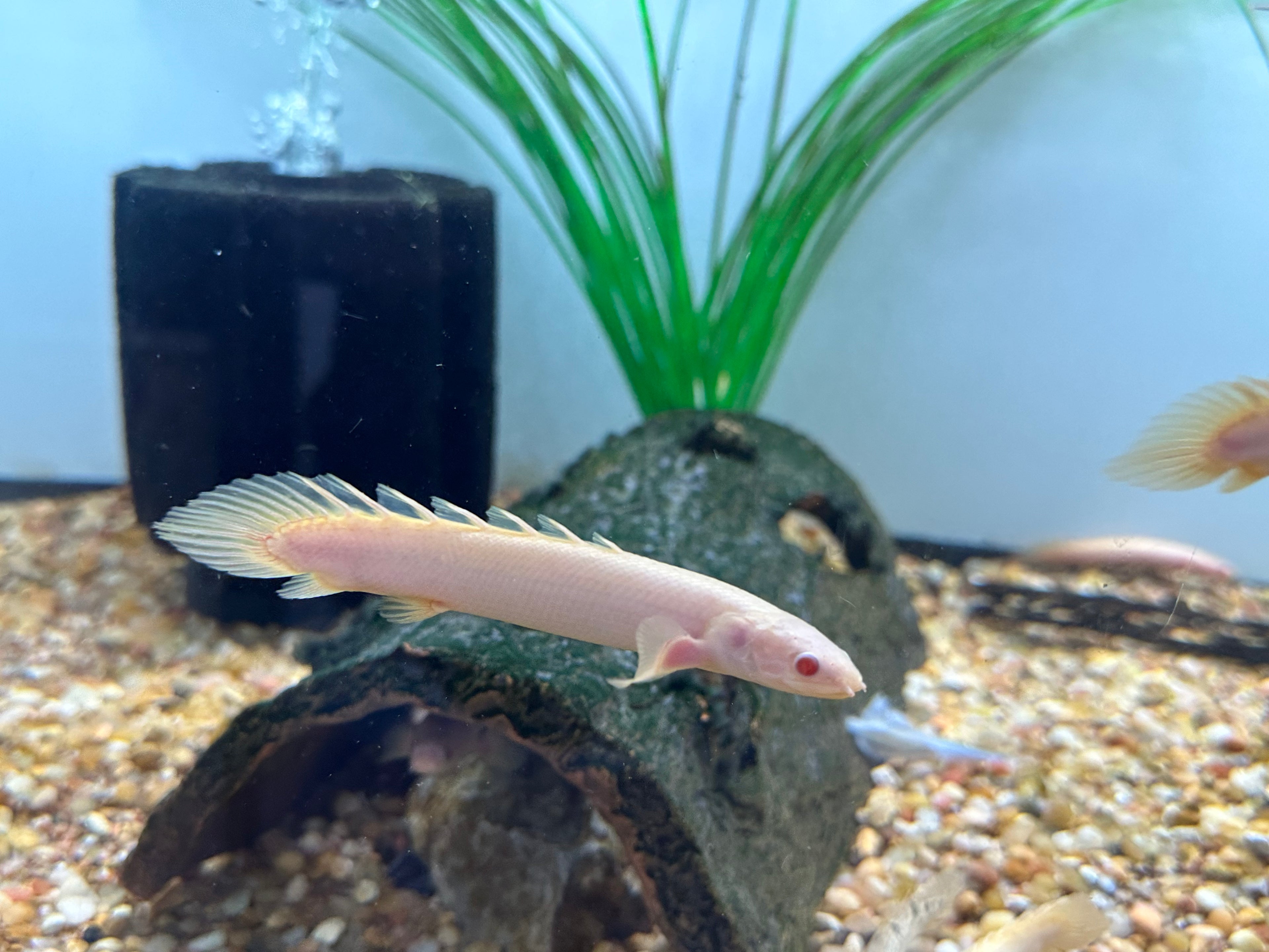 Albino Senegal Polypterus (4-5”)