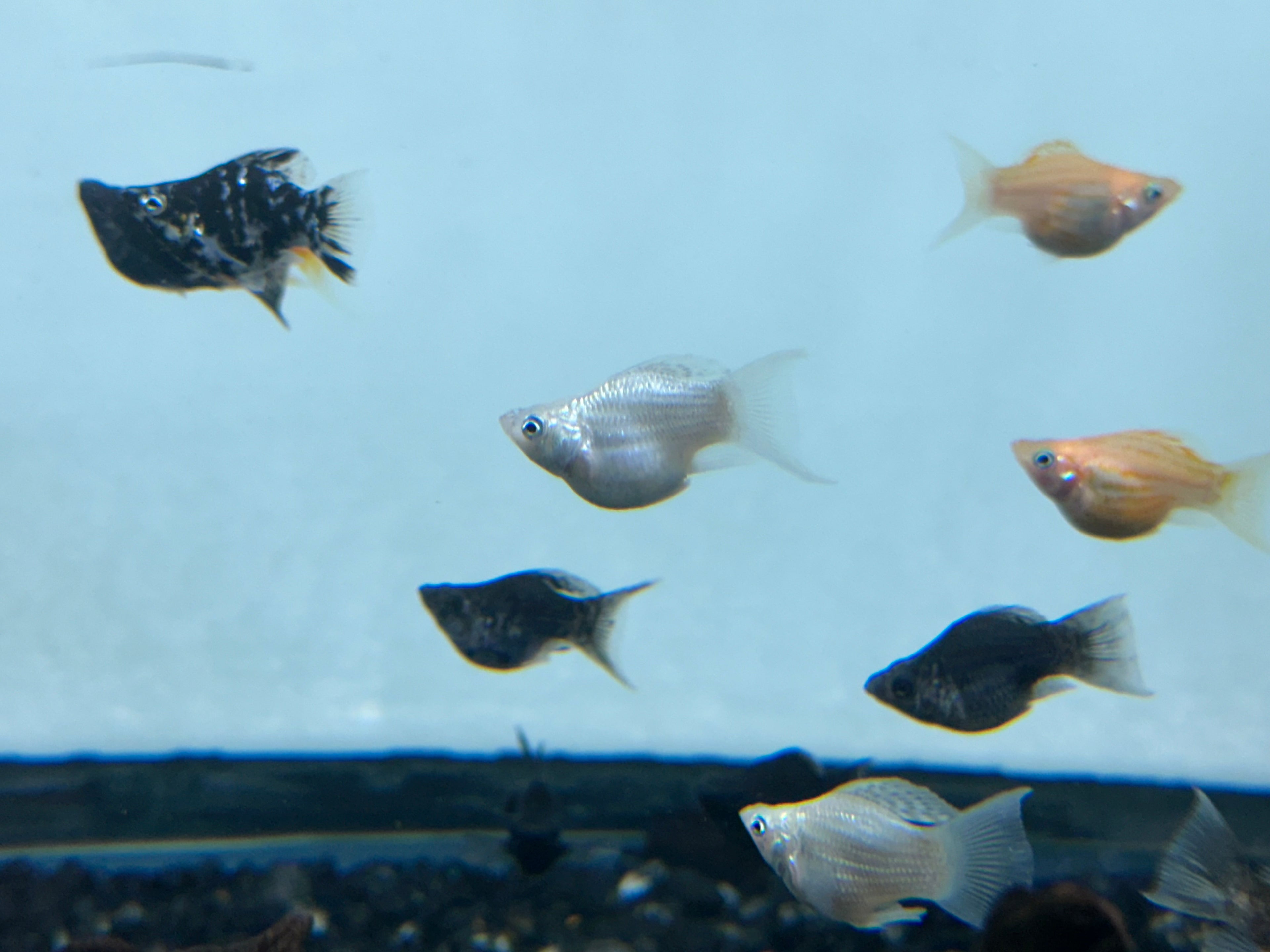Balloon Molly (1.75”)