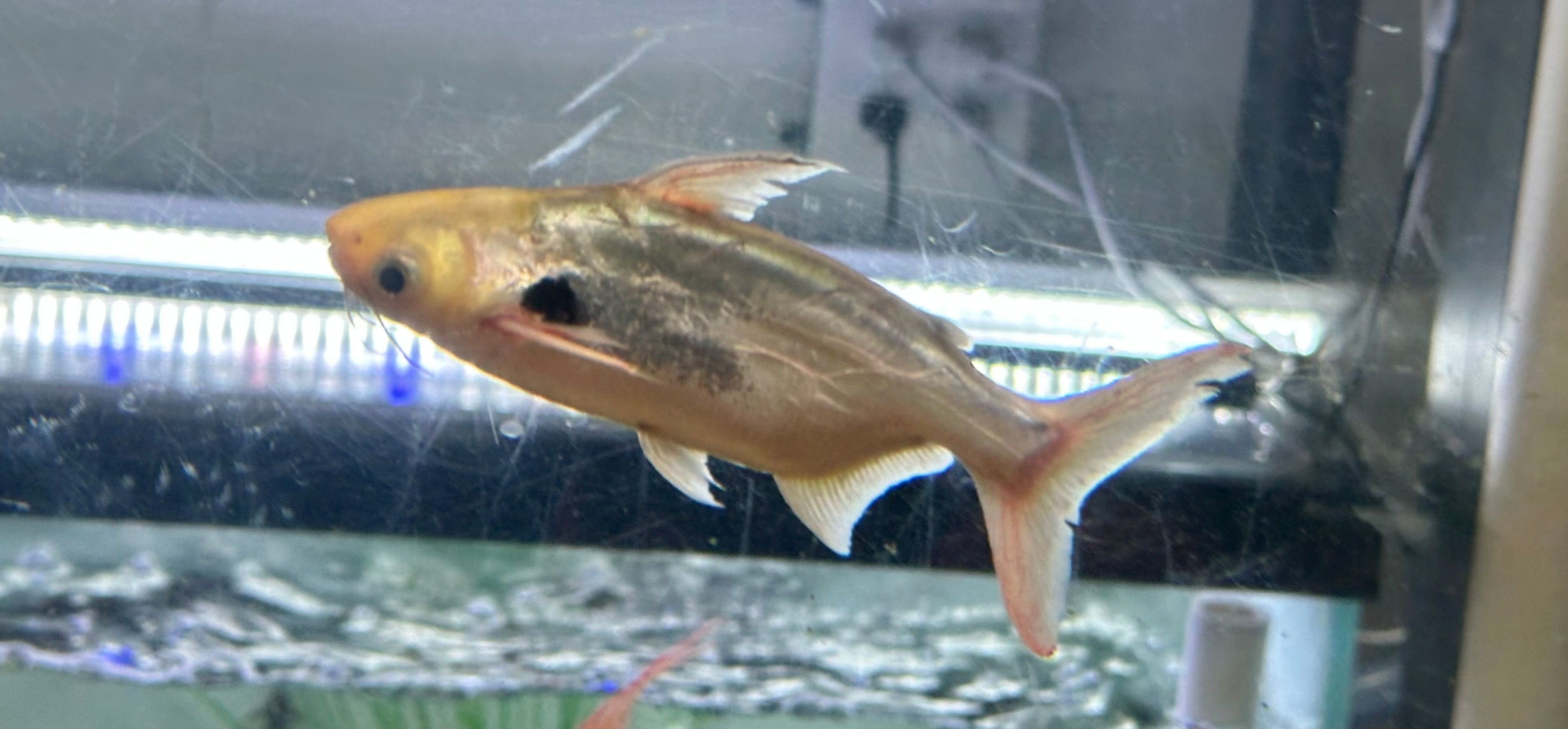 Platinum Black Ear Shark (5-5.5”)