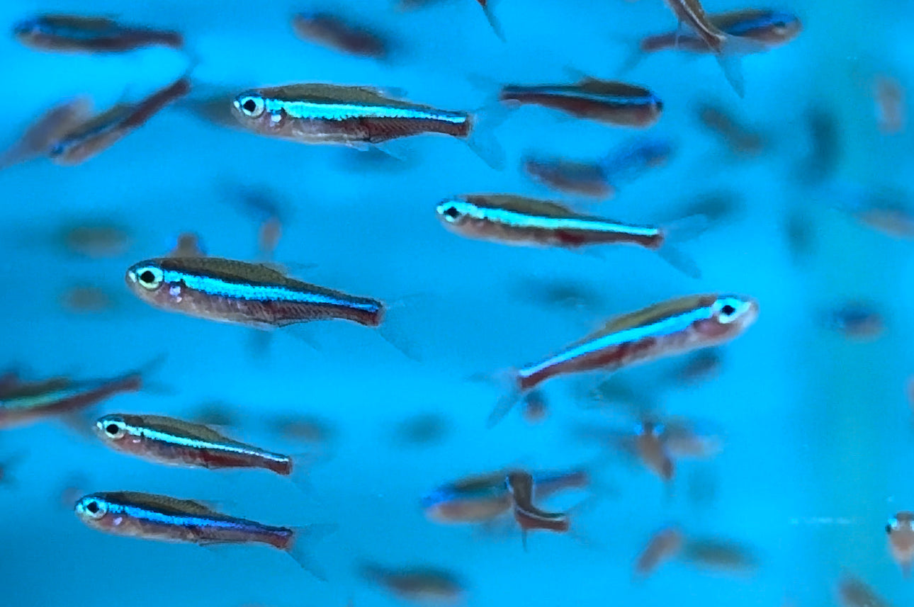 Green Neon Tetra (.75”)