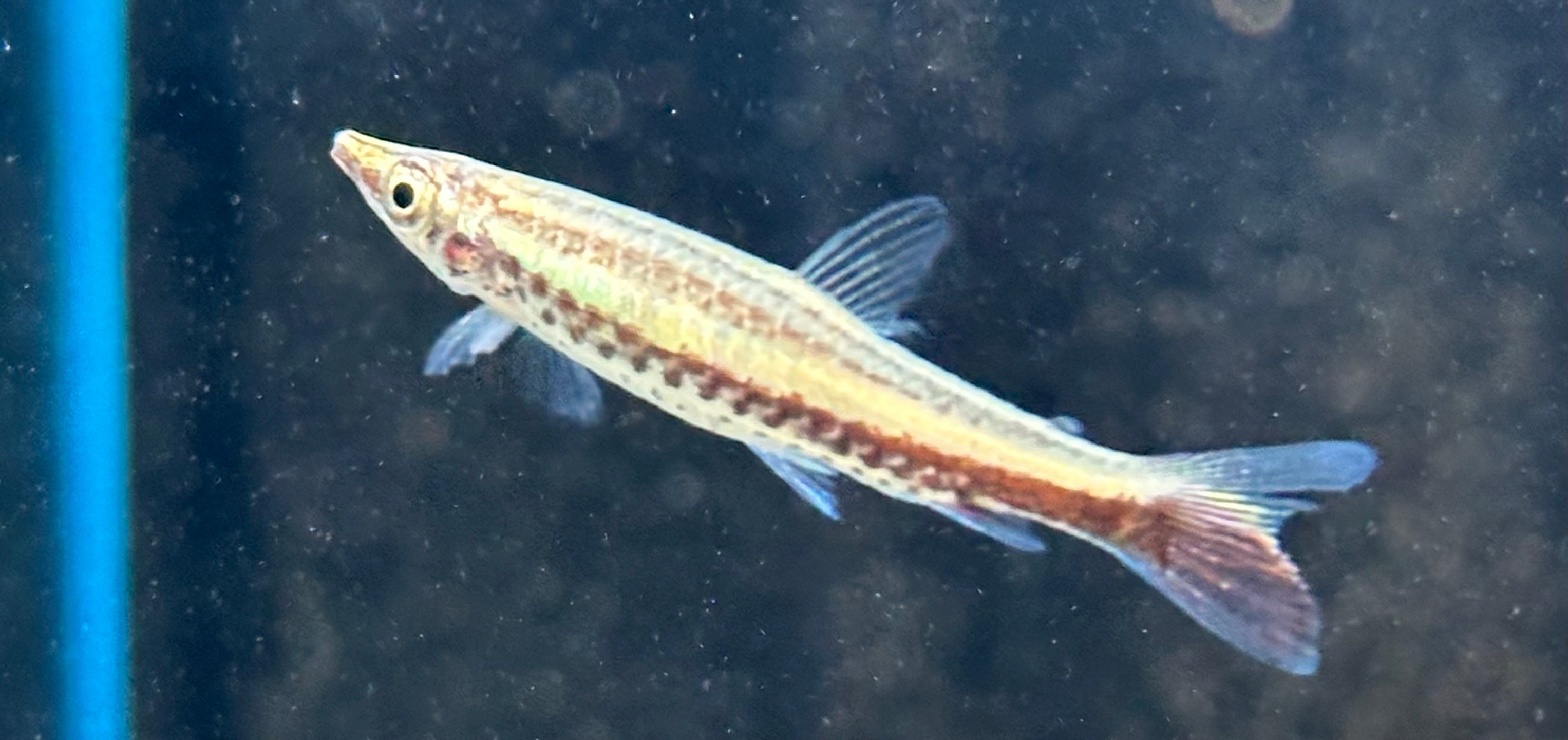 Diptail Pencilfish (1-1.25”)