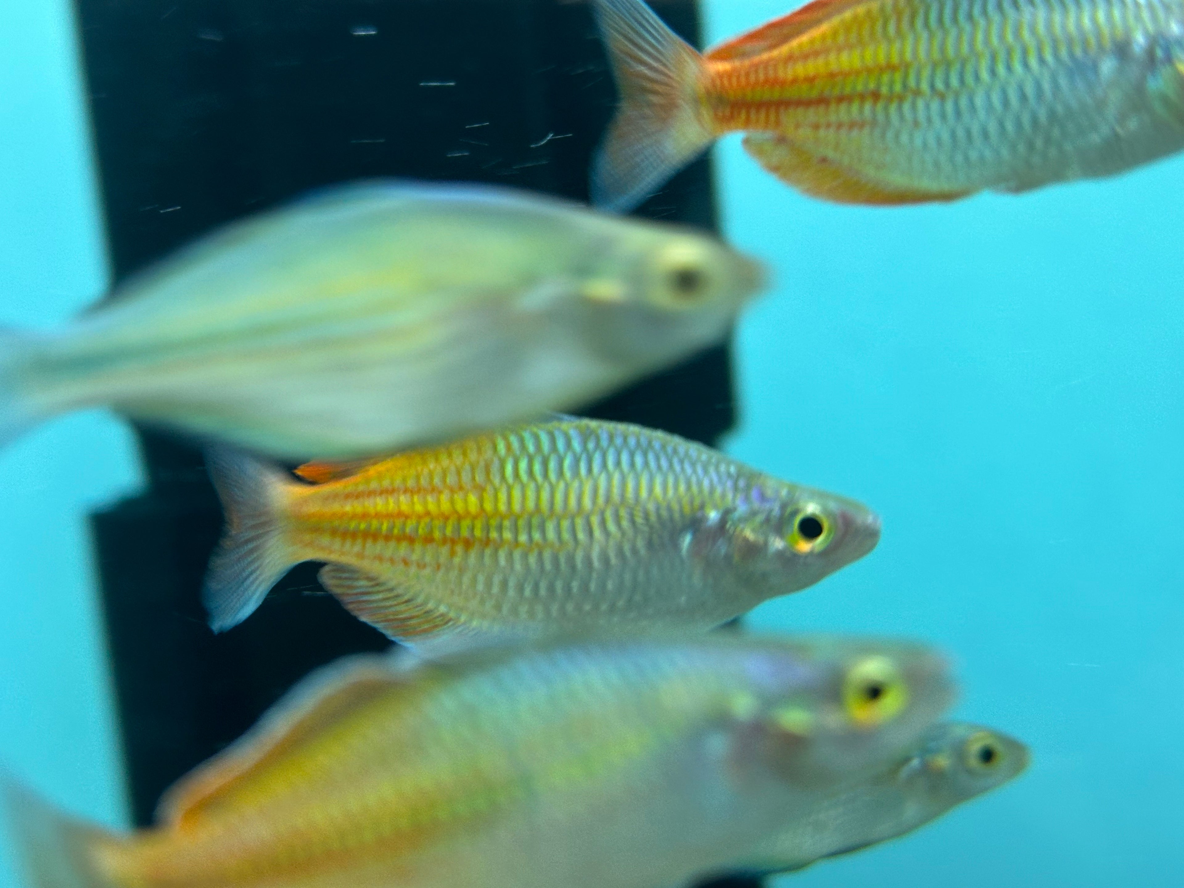 Bosemani Rainbow (2-2.5”)