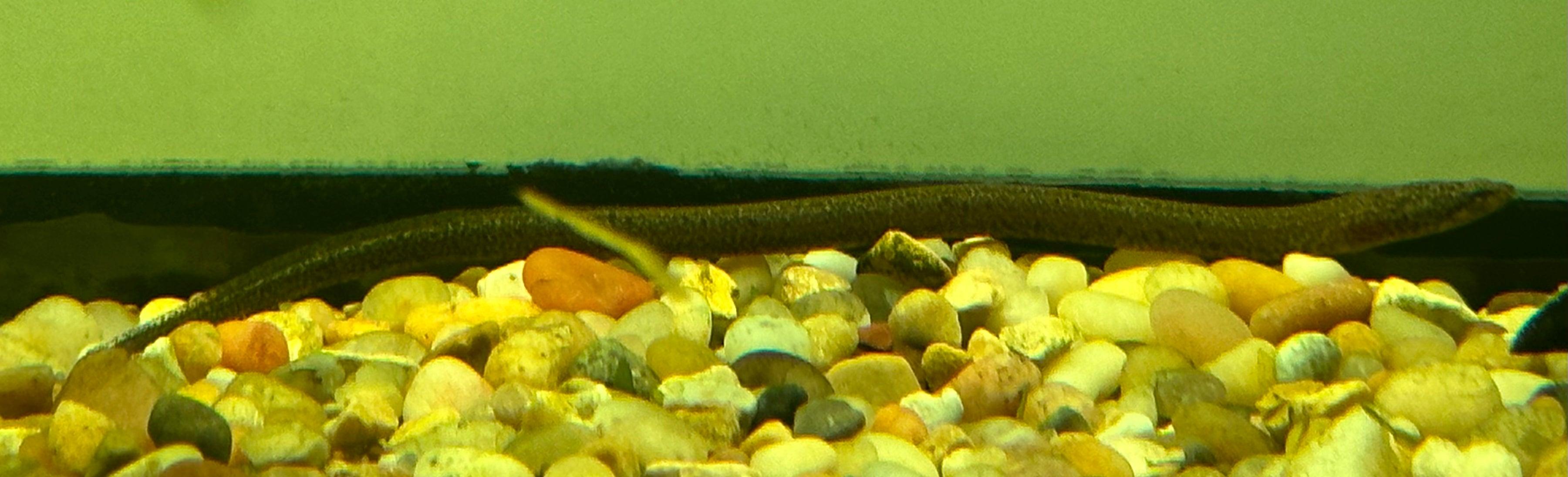 Marble Swamp Eel (3-4”)