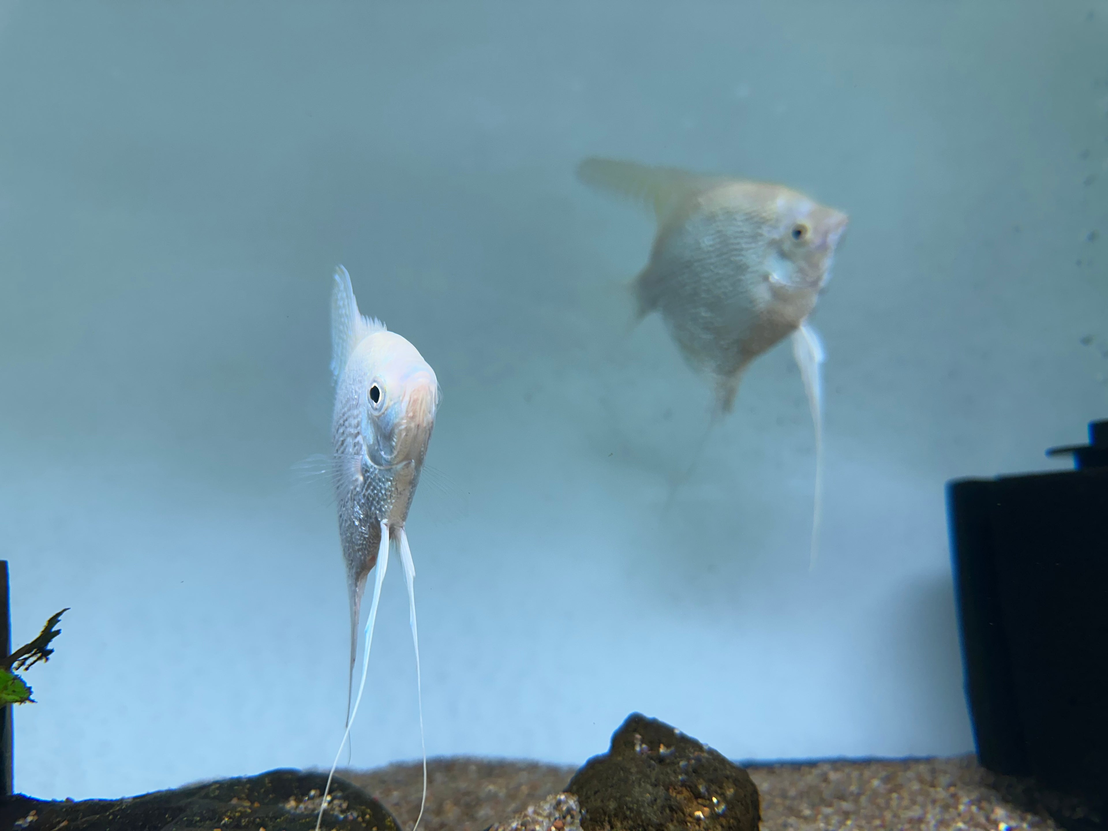 Albino Pearlscale Angel Breeding Pair (4.5-5”)