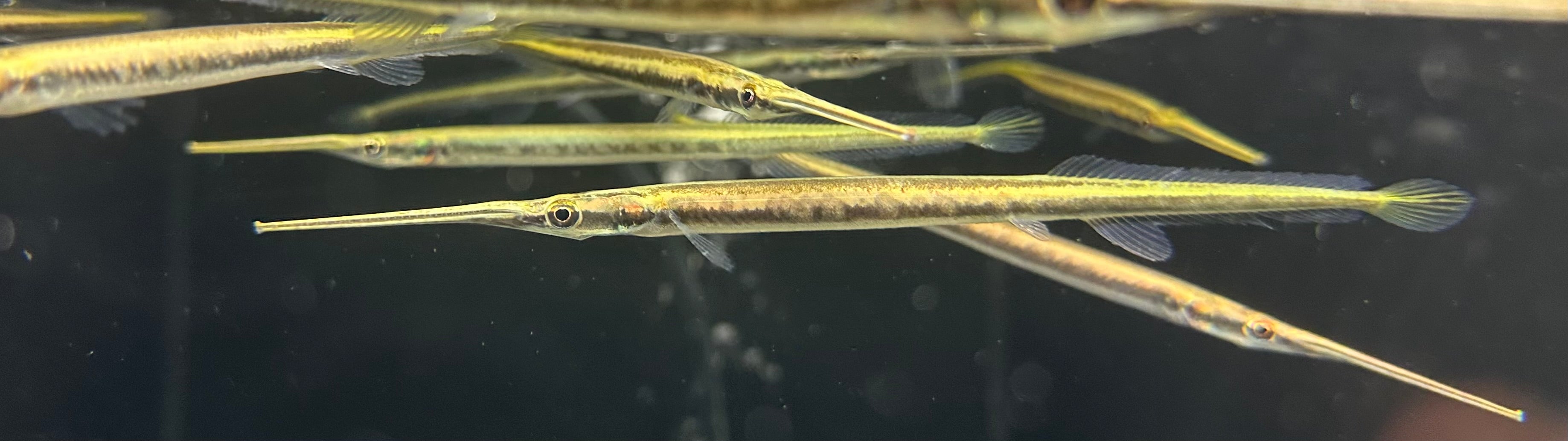 Peces de punta de aguja (5-6”)