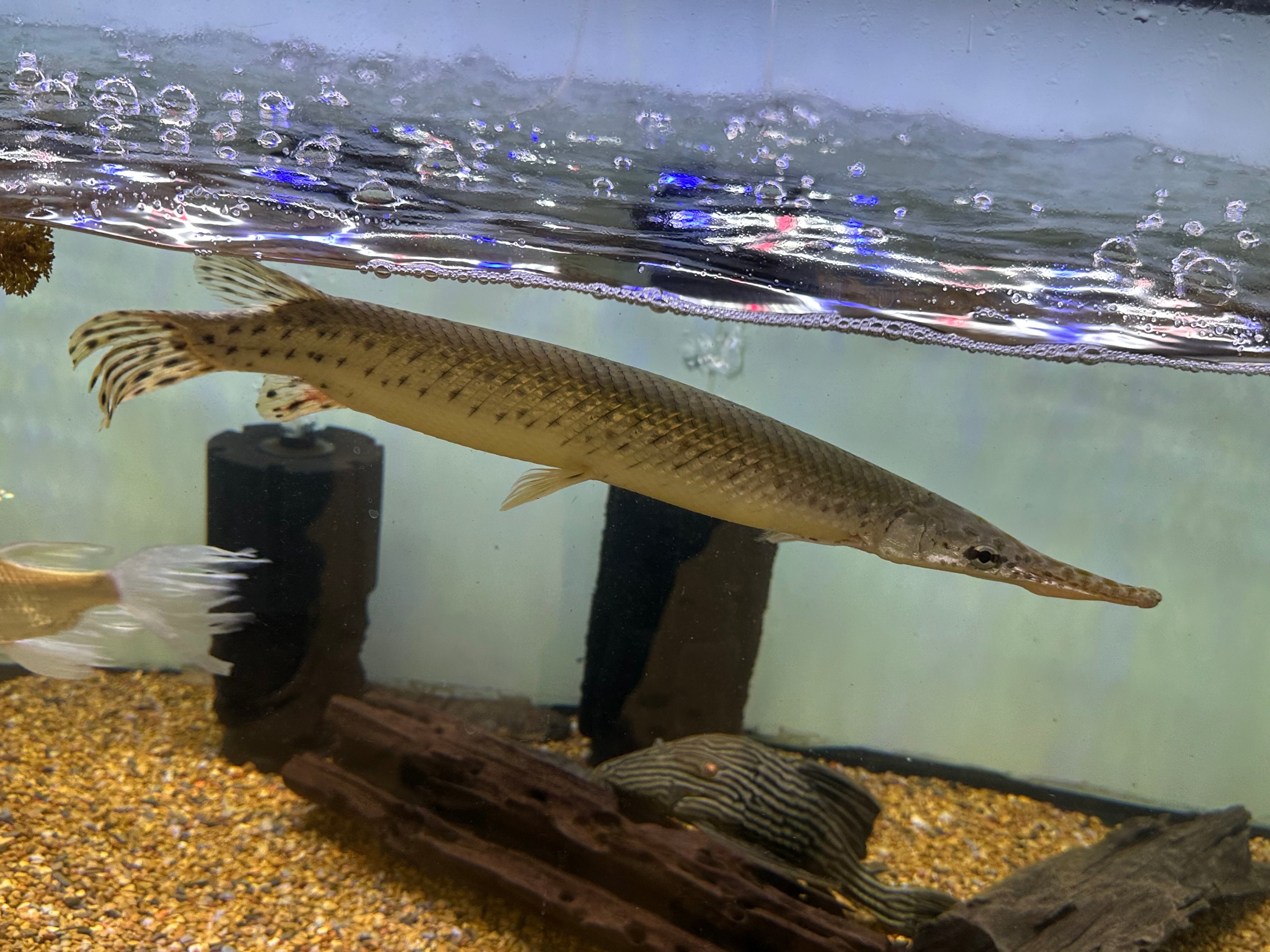XL Florida Gar (13-14”)
