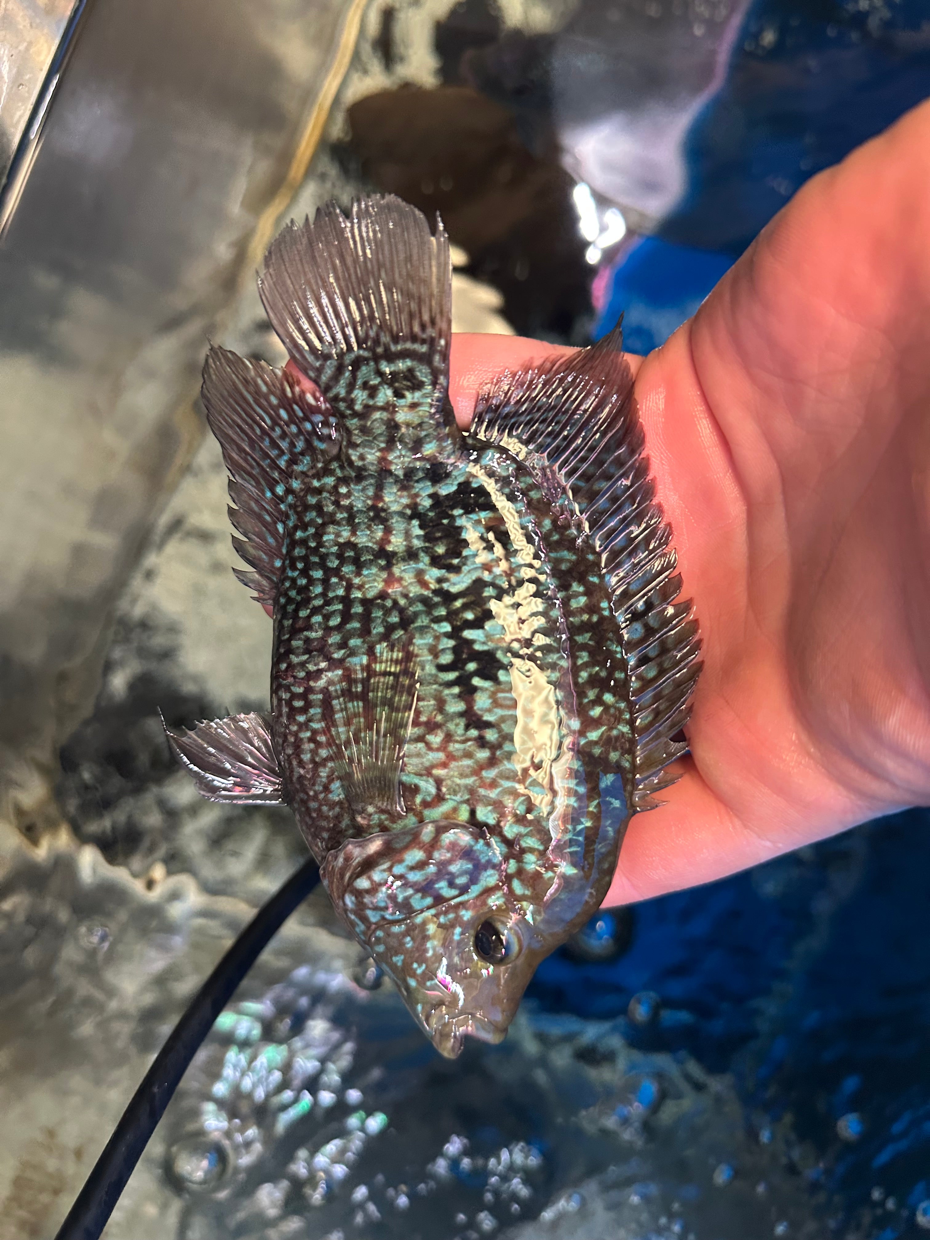 LARGE Red Texas Cichlid (6-7”)