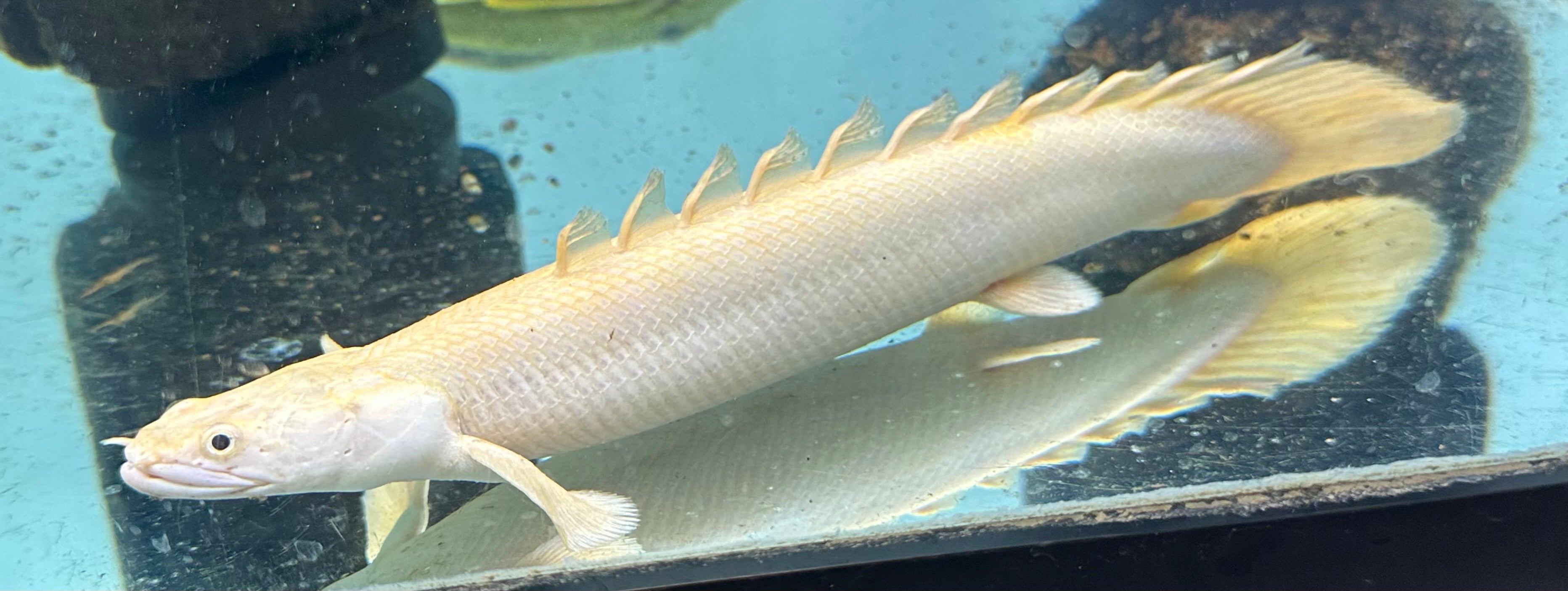 LARGE Platinum Endlicheri Polypterus (10-11”)