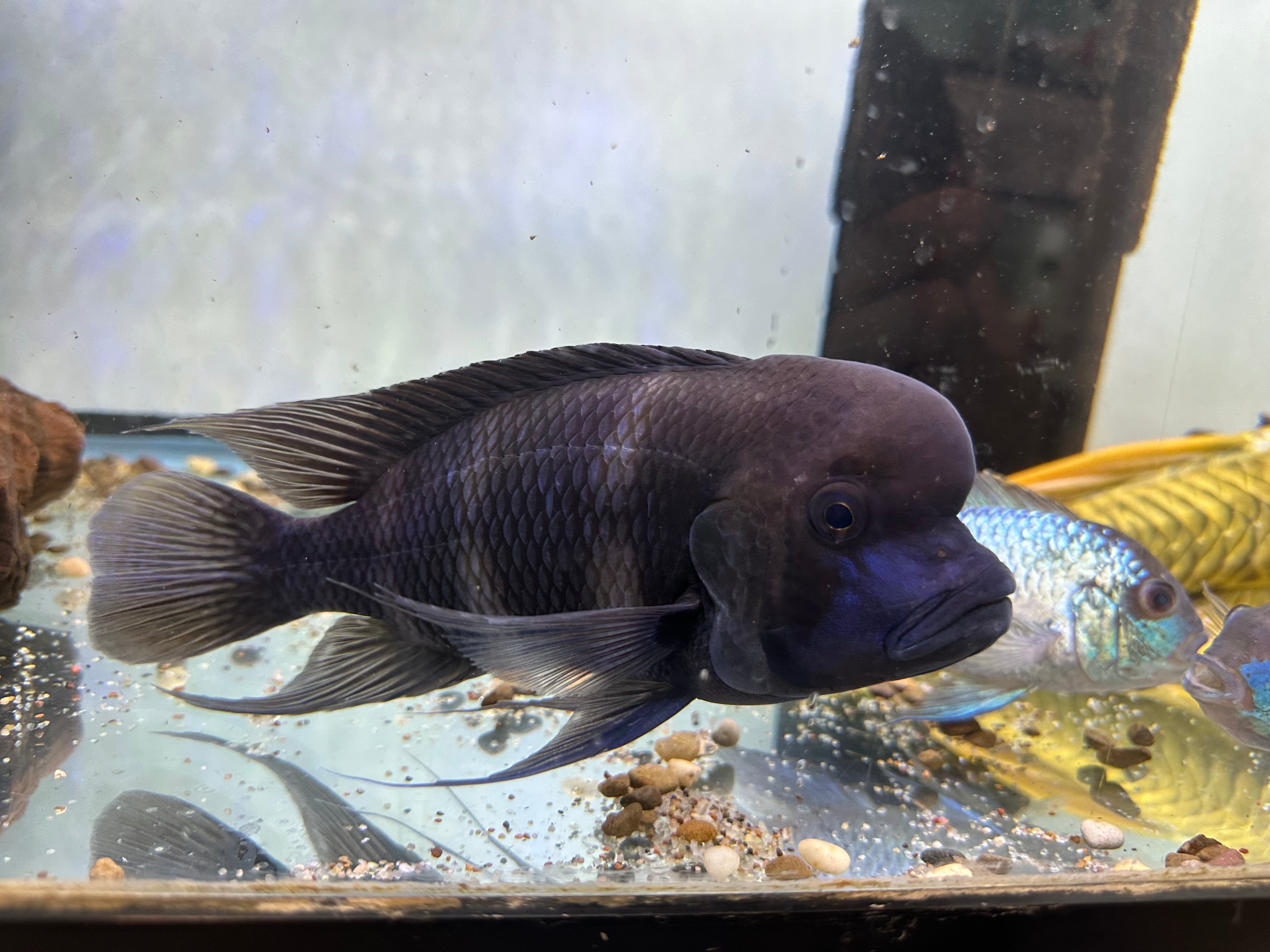 XL Frontosa Cichlid (7.5-8”)