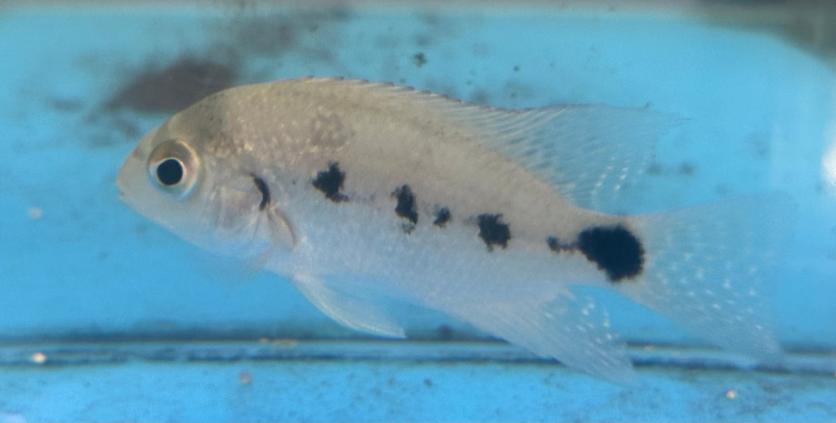 Argentea Vieja Cichlid (2.5-3”)