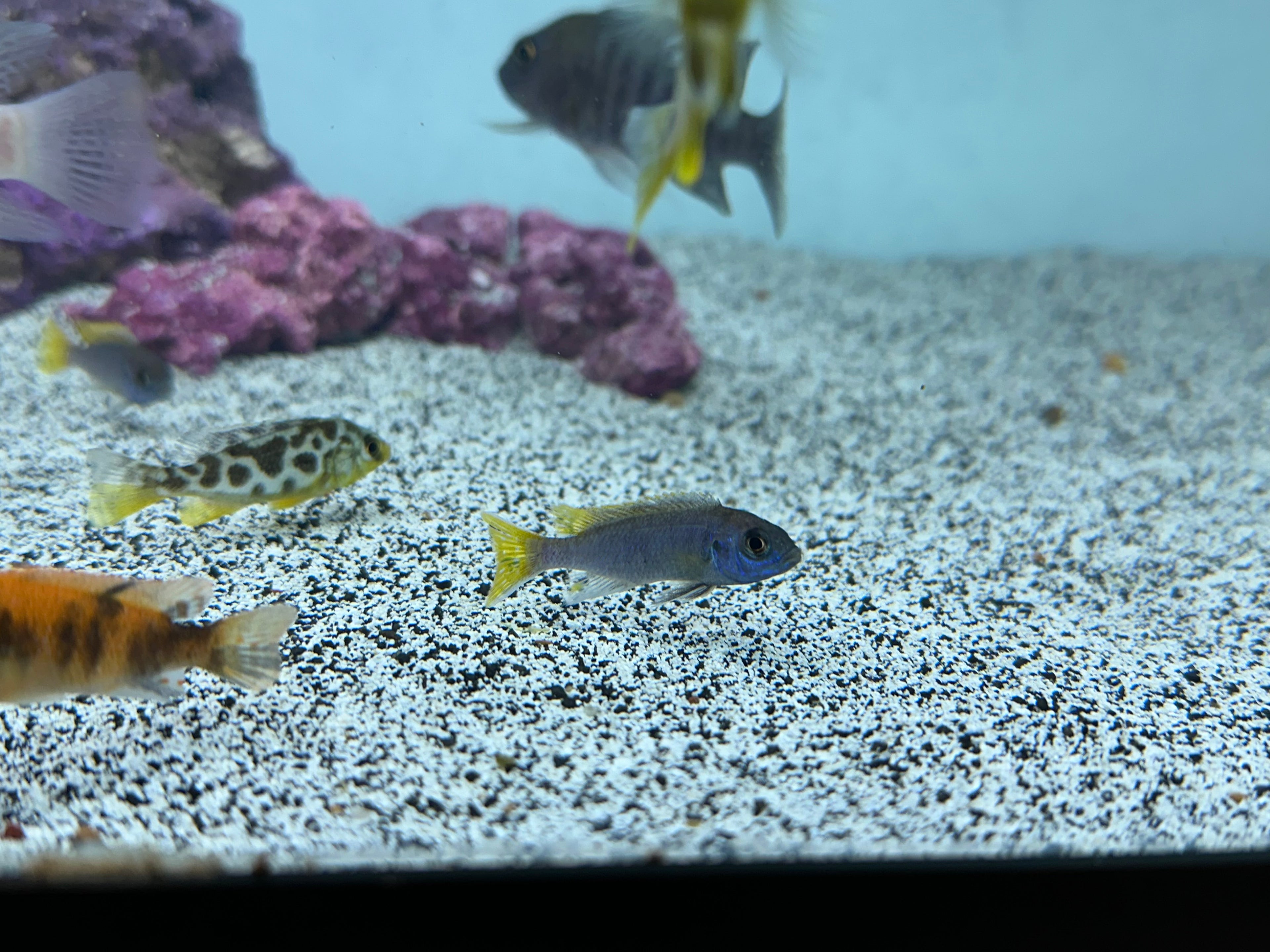 Assorted African Cichlids (2”)