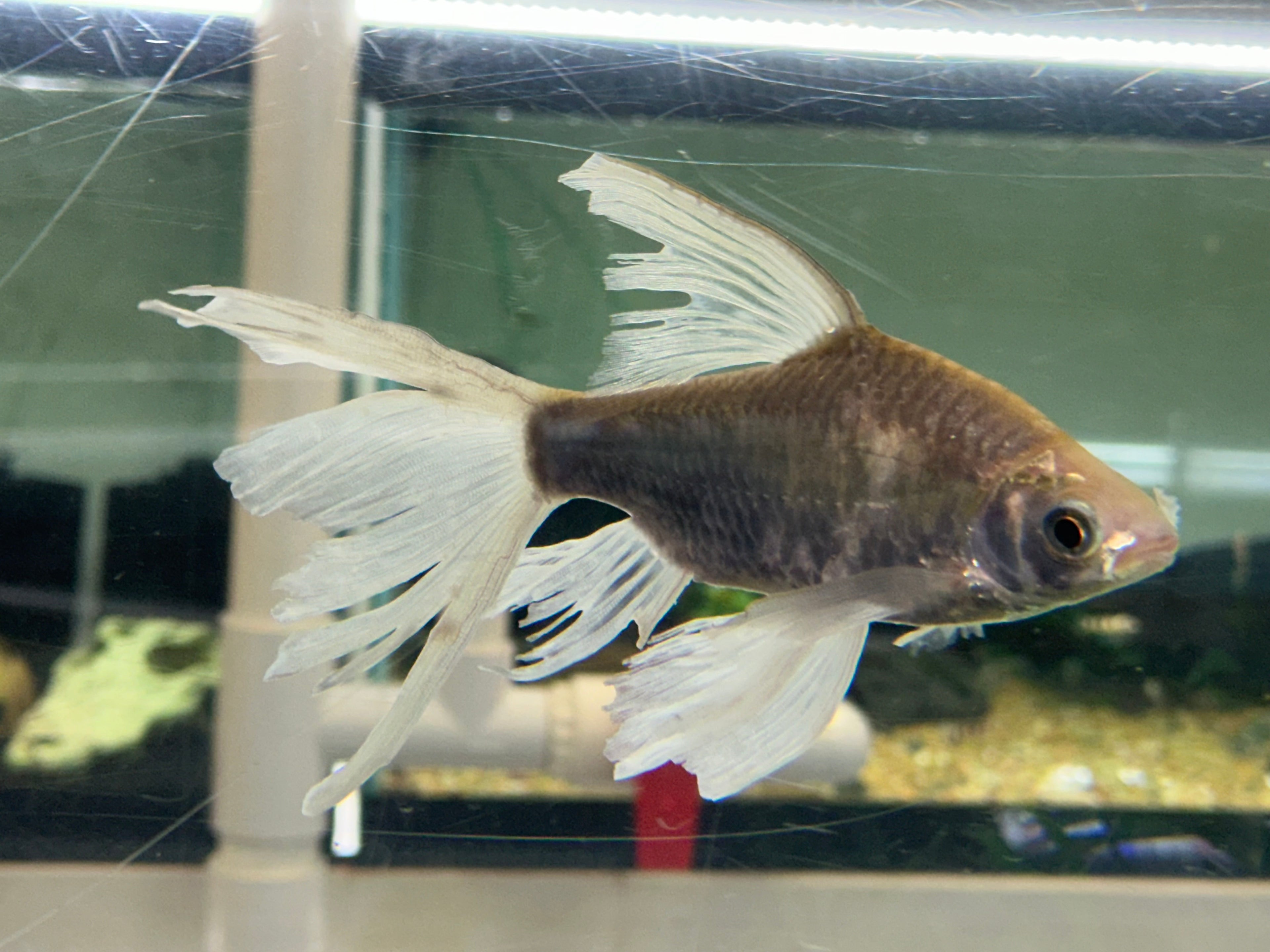 Longfin Silver Barb (6-7”)