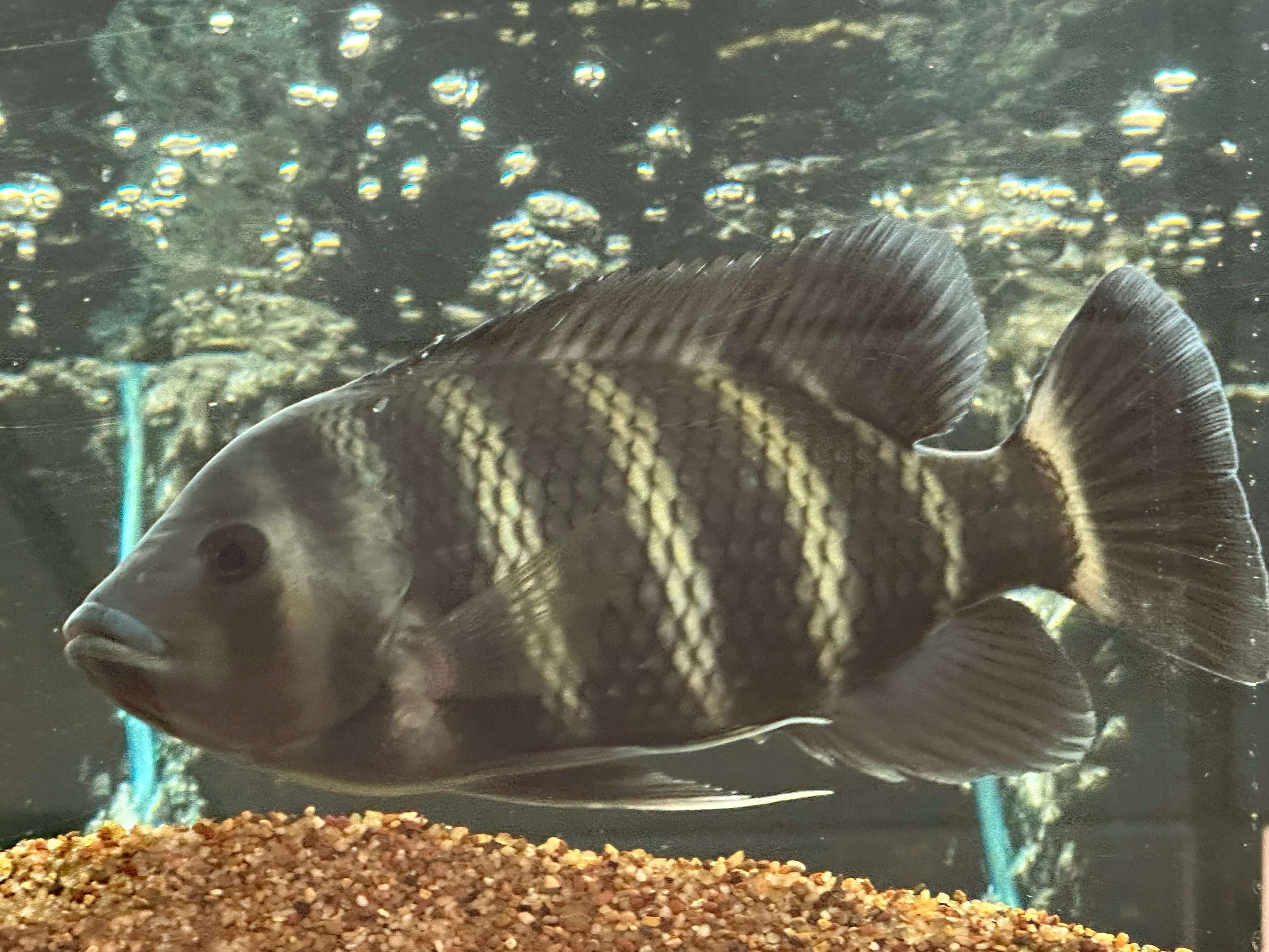 XL Butterkoferi Tilapia Cichlid (9-10”)