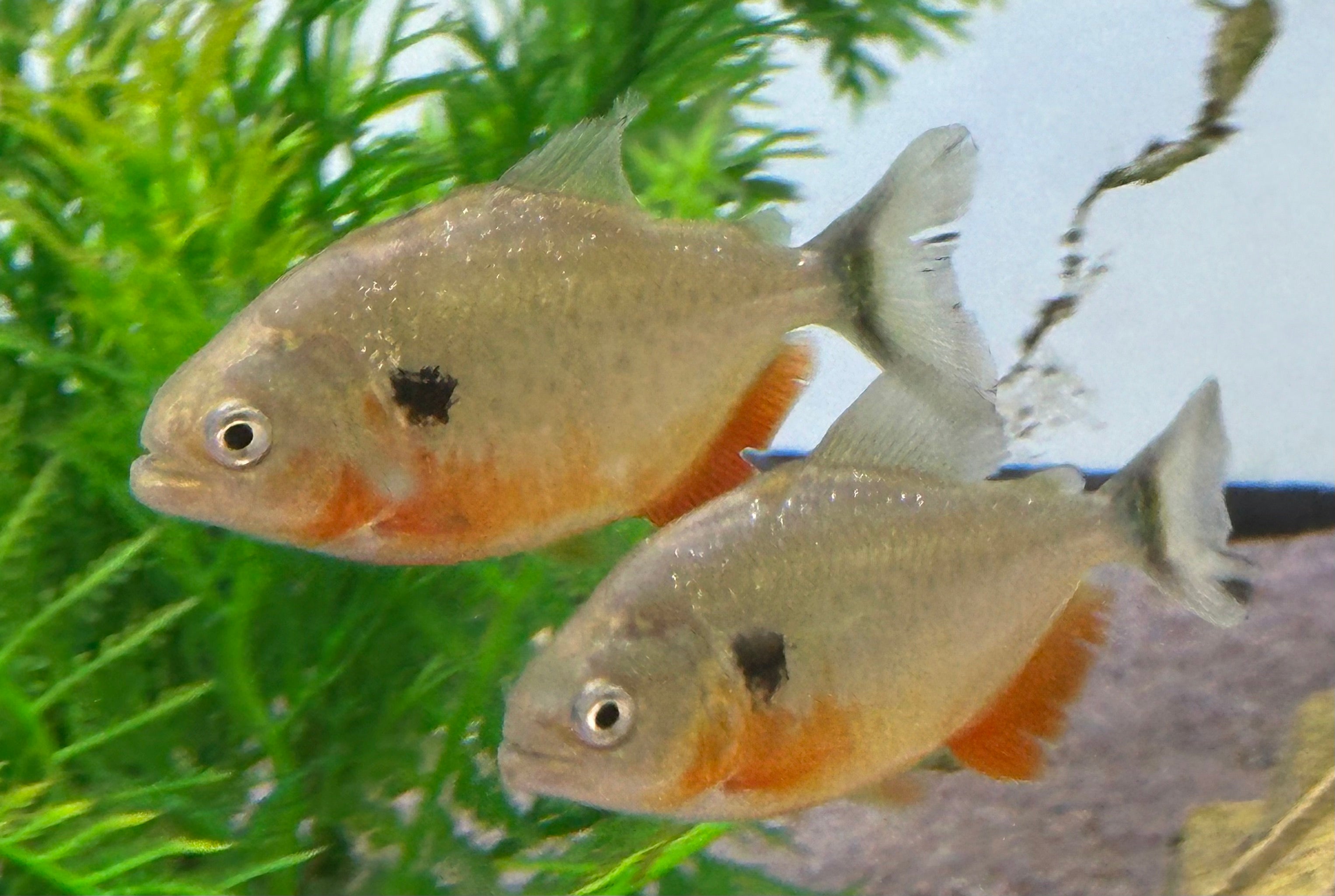 CB Caribe Piranha (2.5”+)