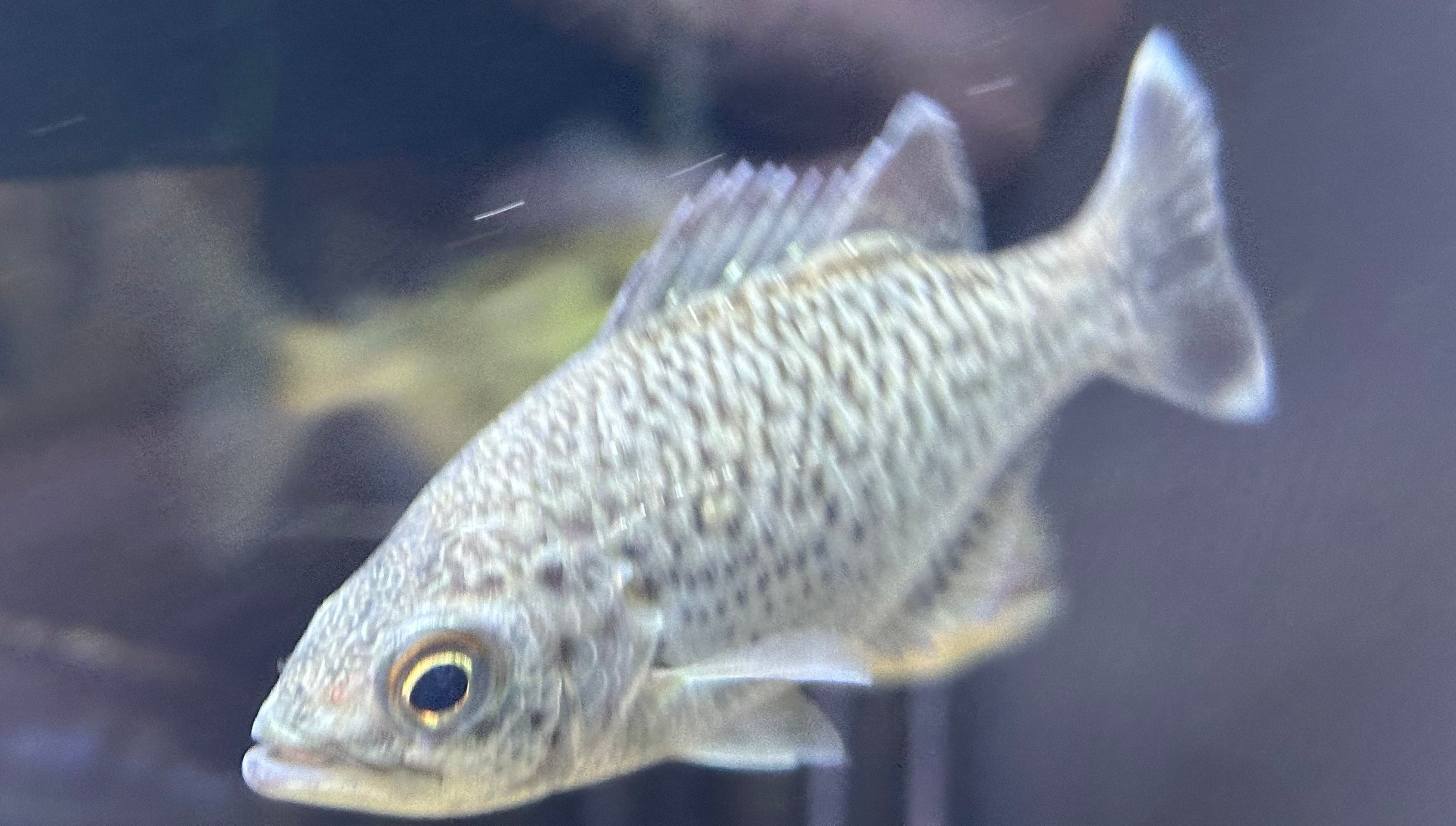 Jungle Perch (4-4.5”)