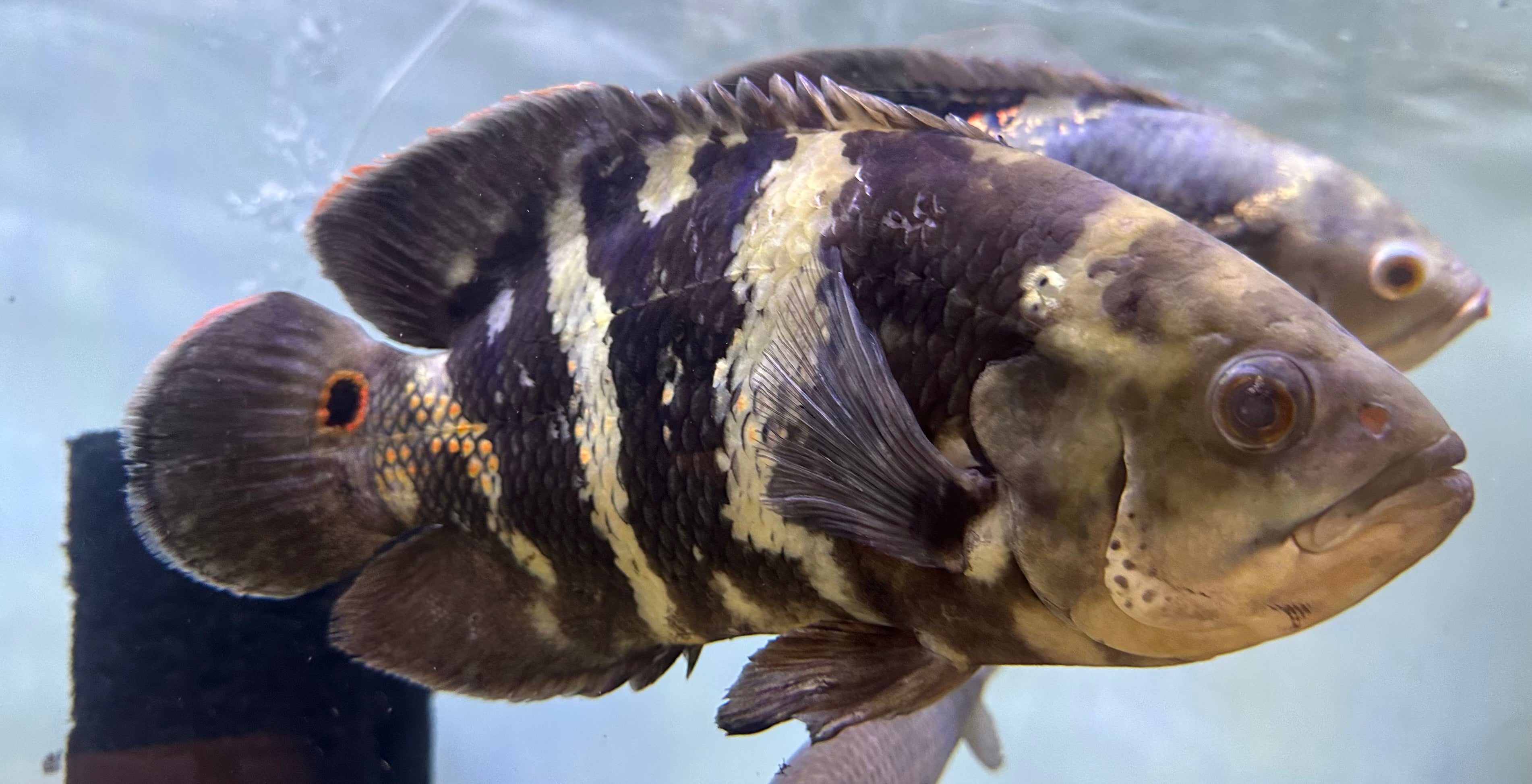 Jumbo Bumblebee Oscar (9-10”)