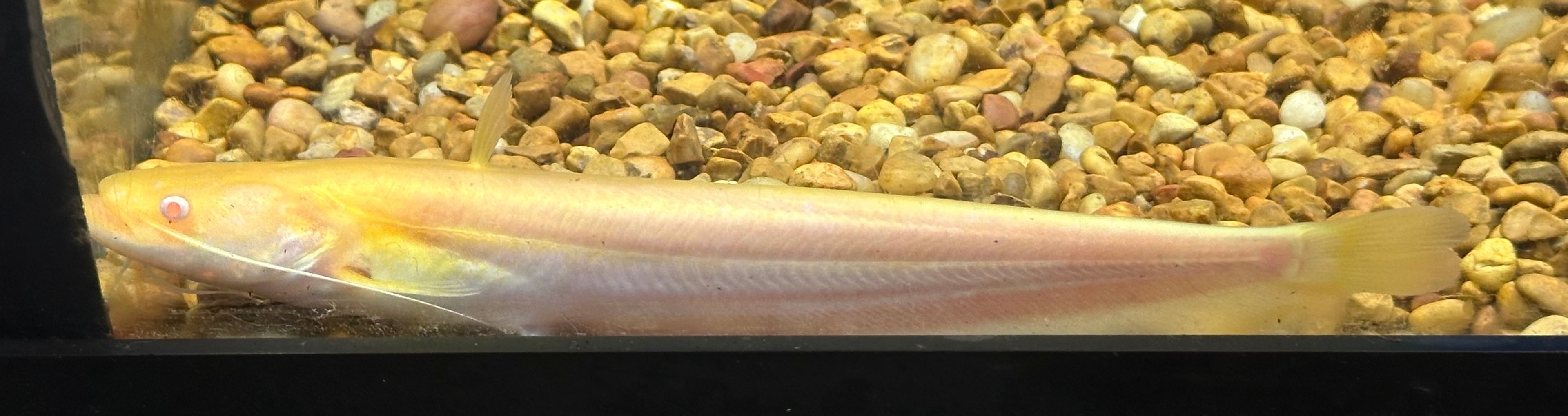 Albino Chinese Wels Catfish (5-5.5”)