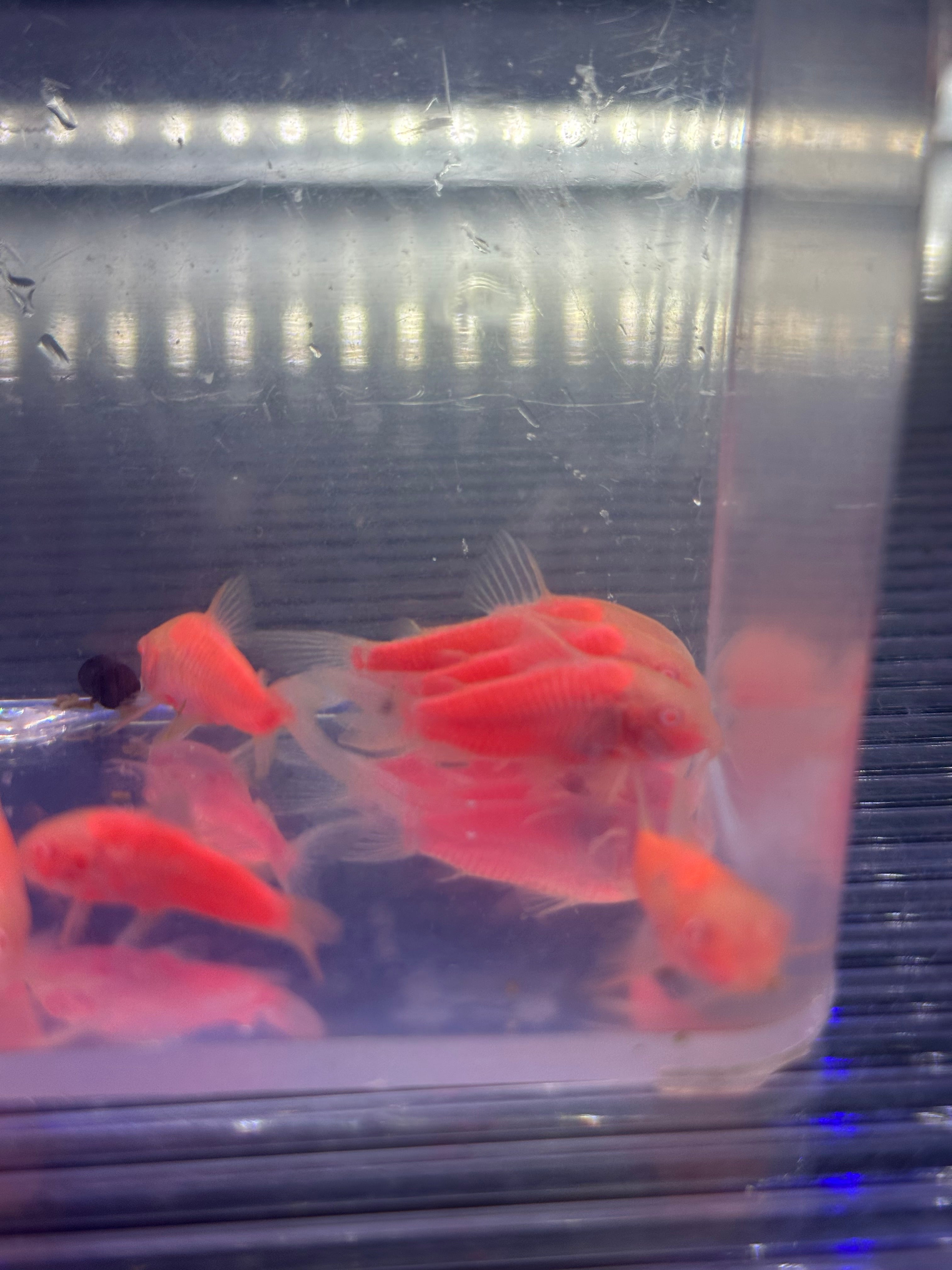 Pink Glow Cory (1.25-1.5”)