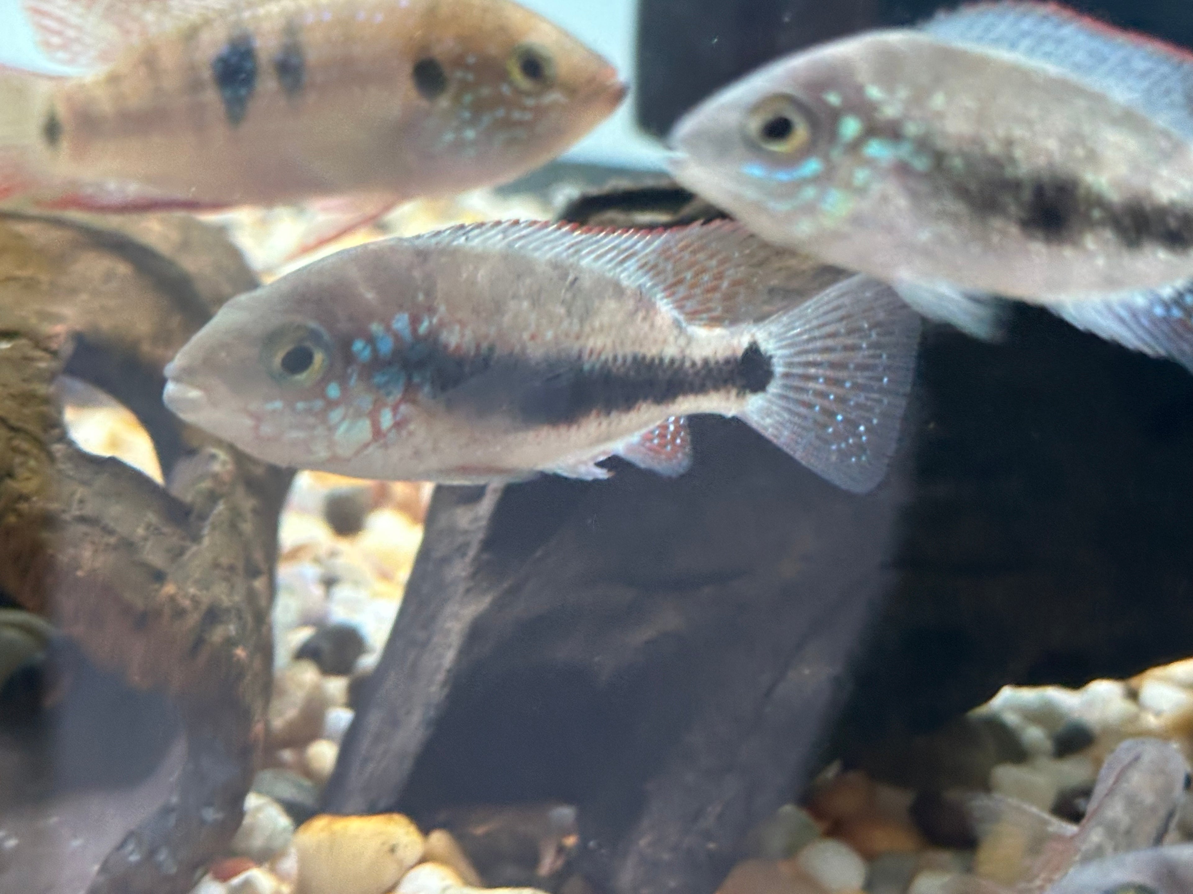 “Chuco micropthalmus” Cichlid (2-2.5”)