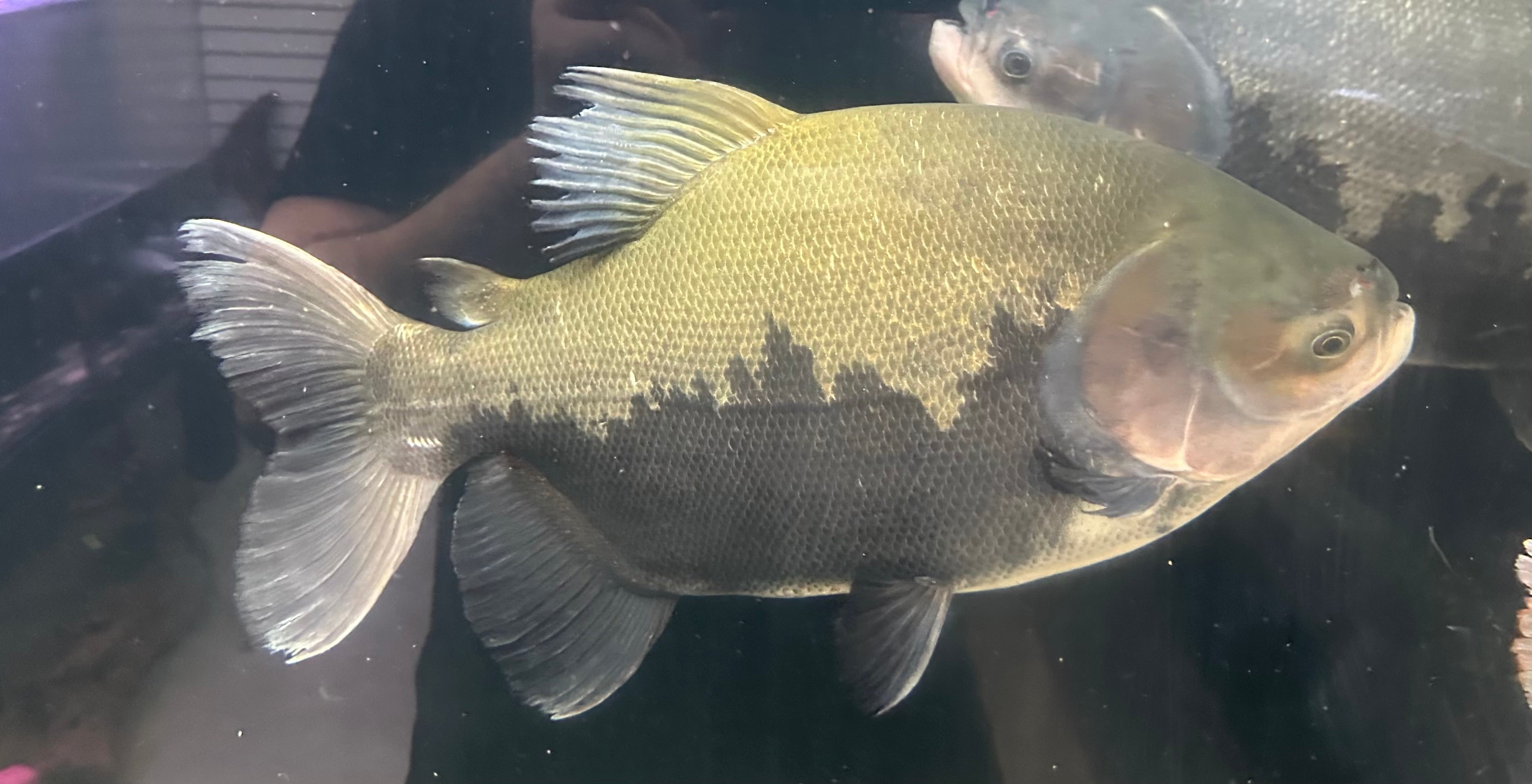 XL Black Pacu (22-24”)