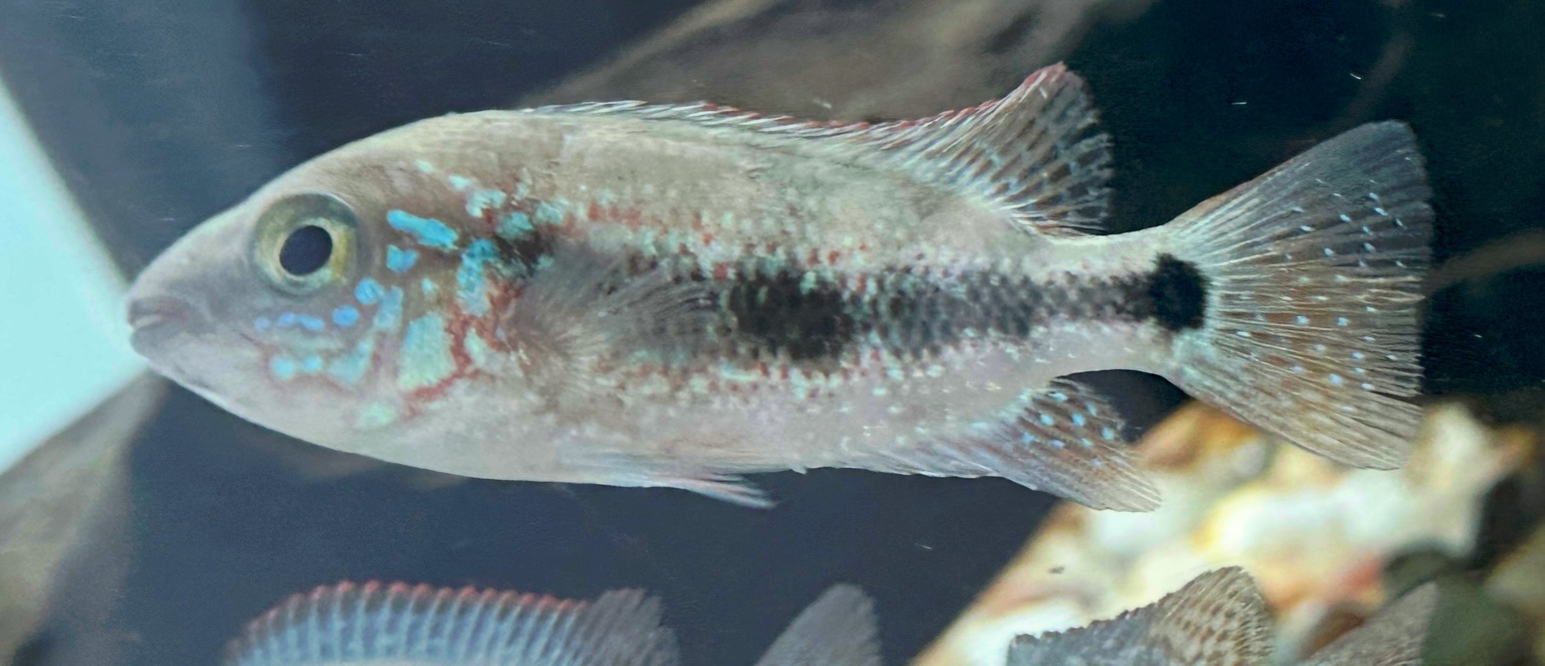 “Chuco micropthalmus” Cichlid (2-2.5”)