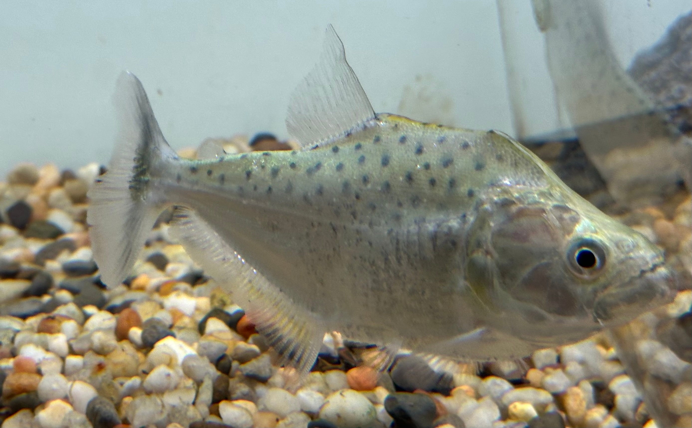 Irritans Piranha (5”)