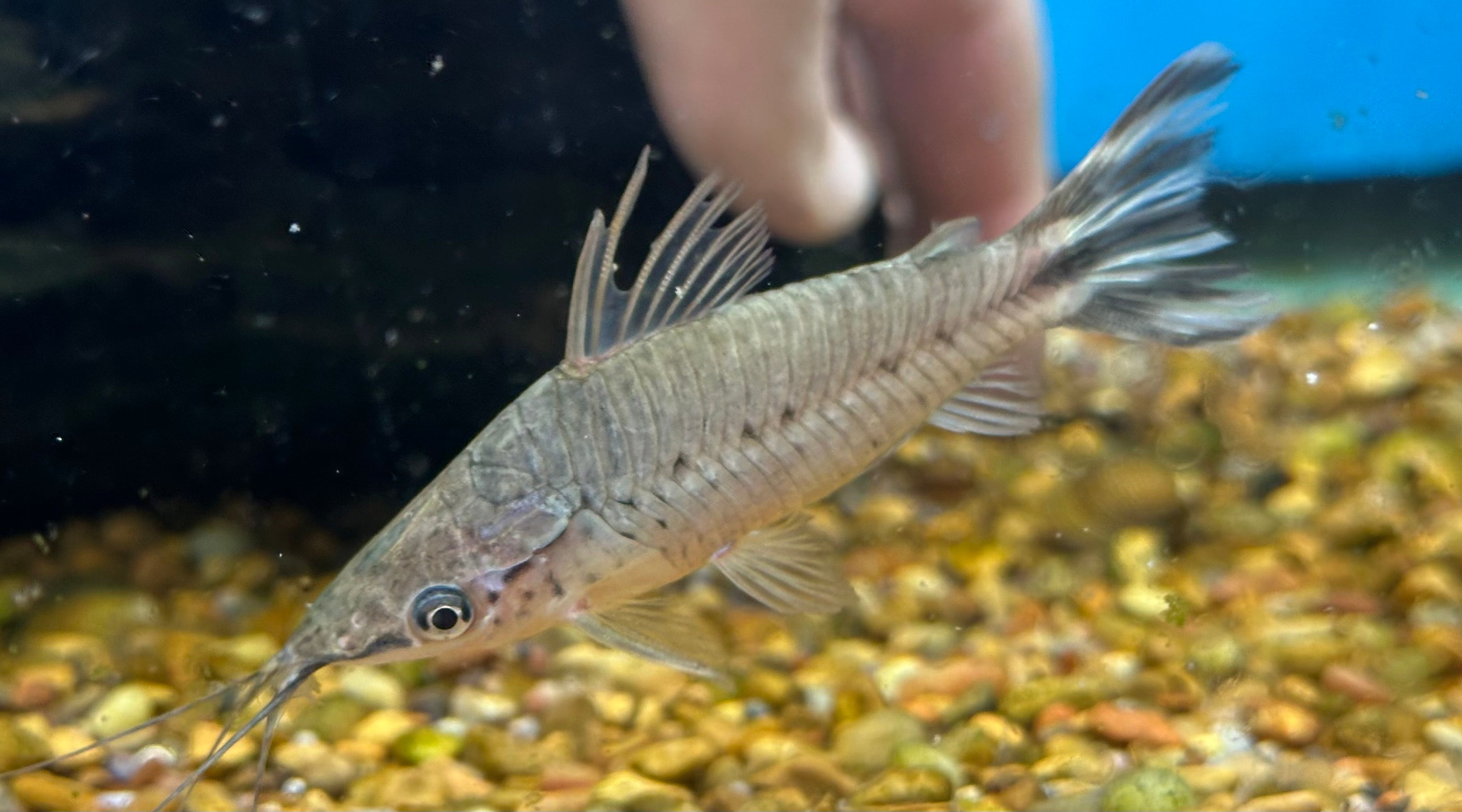 Flagtail Porthole Catfish (3”)