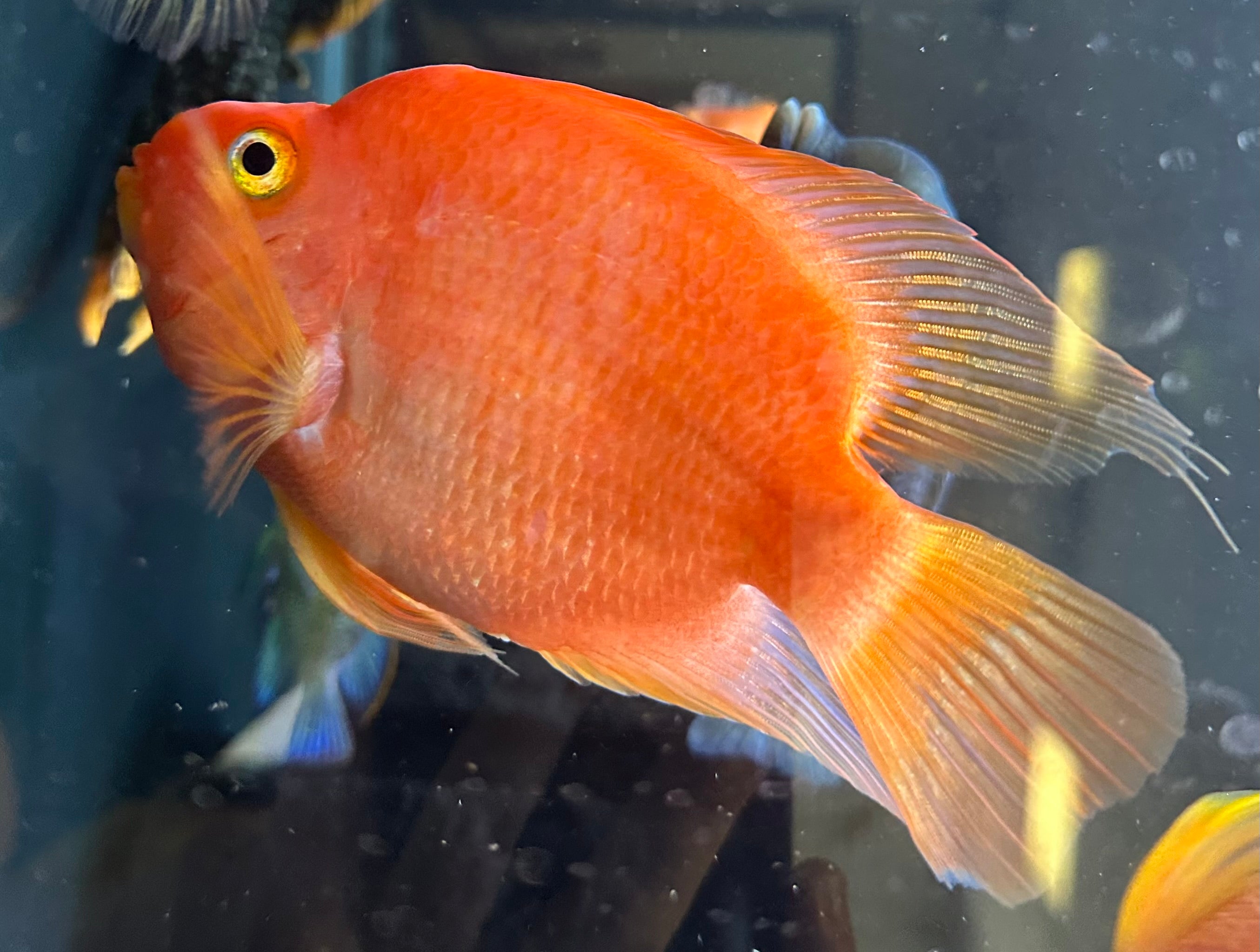 XL Assorted Parrot (5.5-6”)