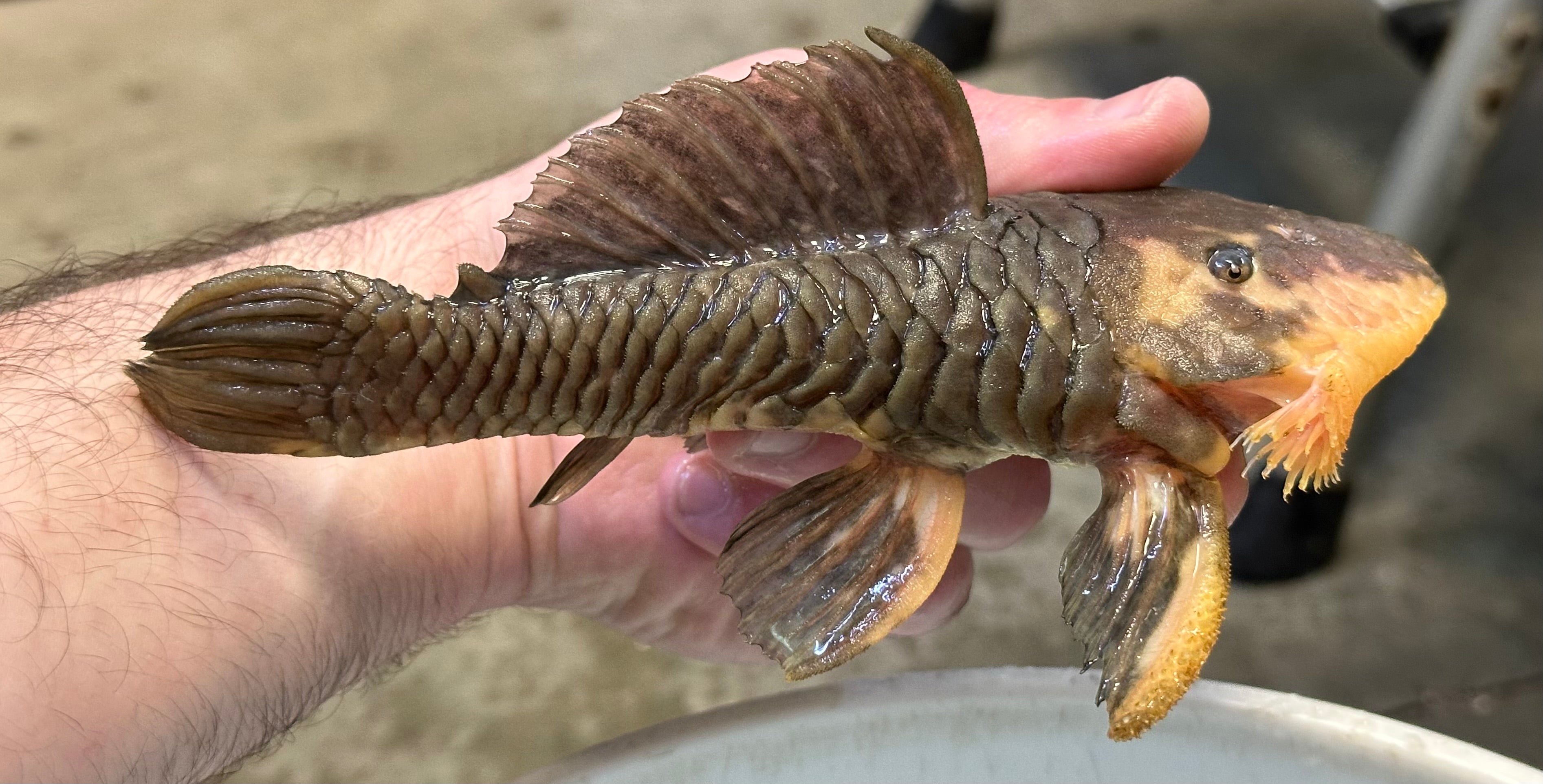 Black/Yellow L056 Chubby Pleco (6-7”)