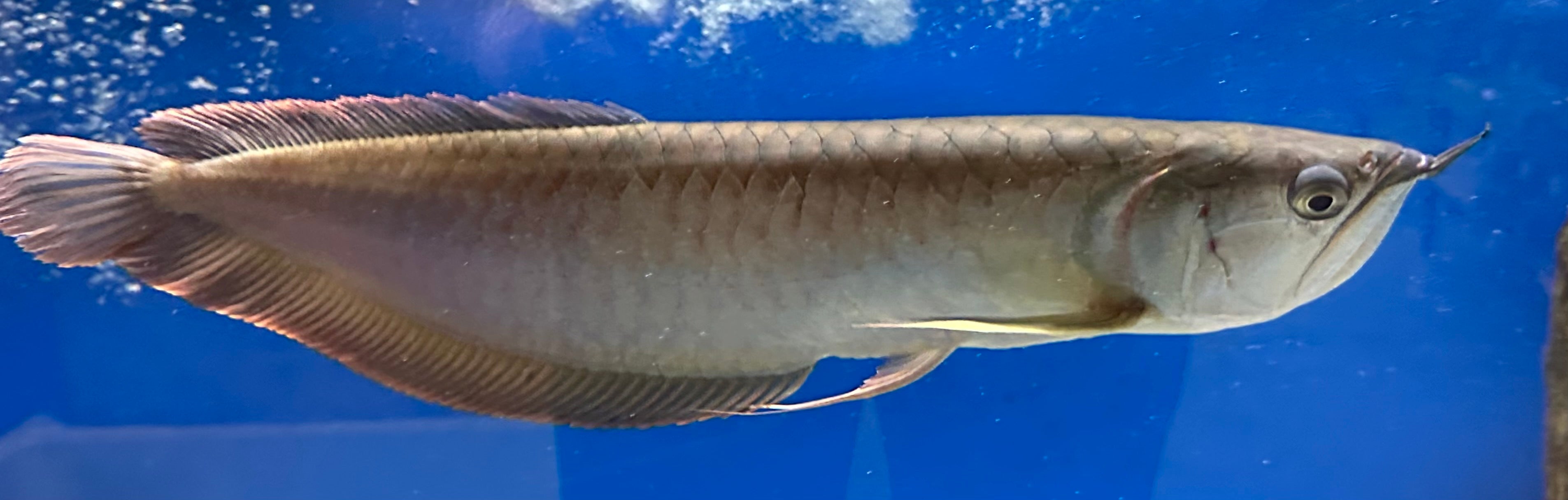 XL Silver Arowana (18-20”)