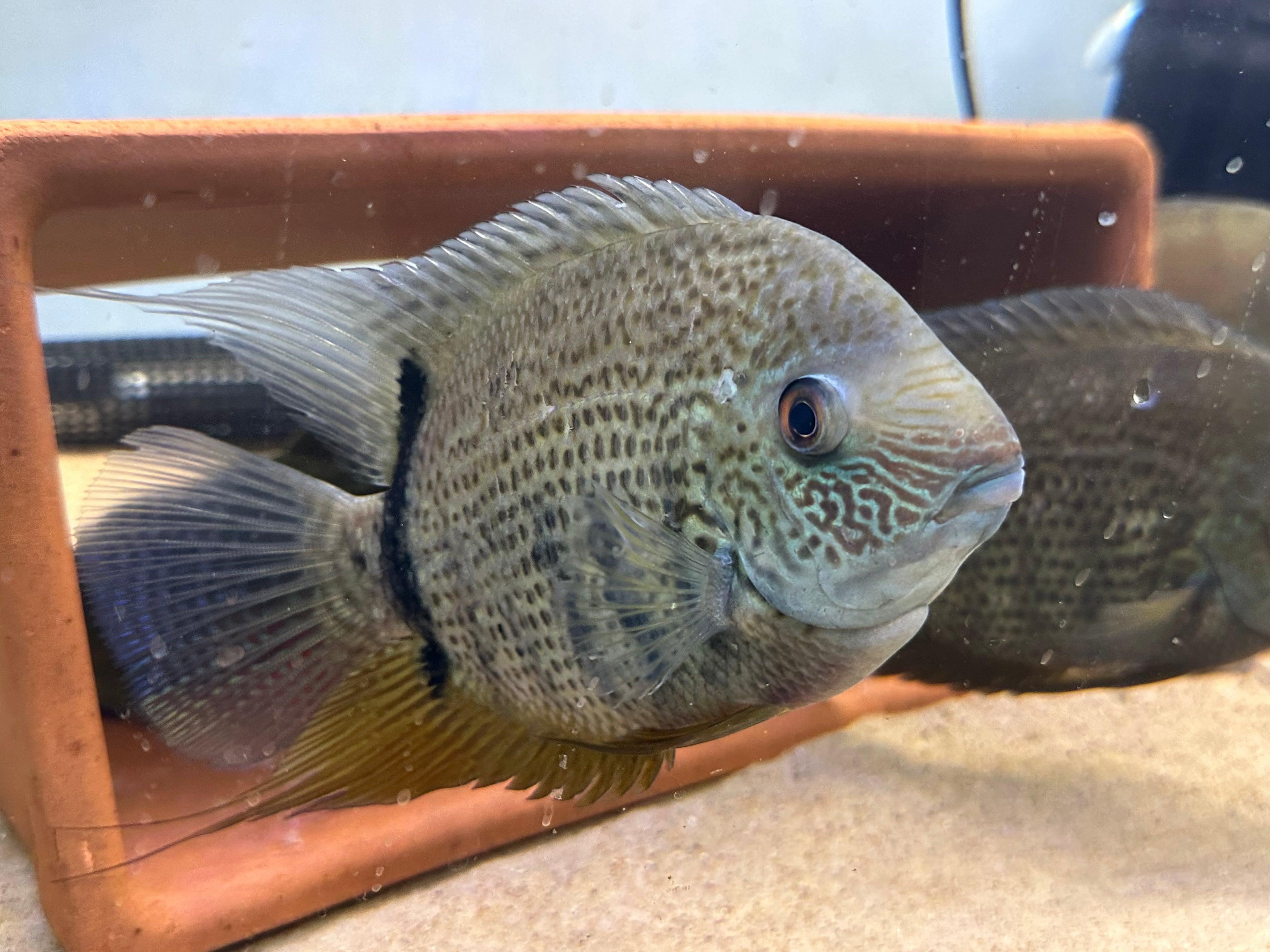 XL Green Severum Cichlid (6-7”)